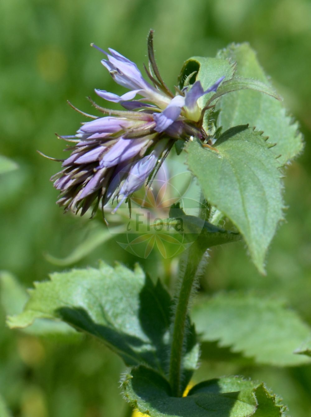 Foto von Paederota bonarota. Das Bild zeigt Blatt und Bluete. Das Foto wurde in Villacher Alpe, Villach, Kärnten, Österreich aufgenommen. ---- Photo of Paederota bonarota. The image is showing leaf and flower. The picture was taken in Villacher Alpe, Villach, Carinthia, Austria.(Paederota bonarota,Paederota bonarota,Veronica bonarota,Paederota,Plantaginaceae,Wegerichgewächse,Plantain family,Blatt,Bluete,leaf,flower)