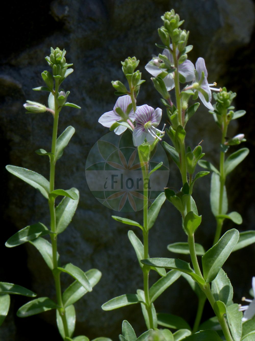 Foto von Veronica fruticulosa (Halbstrauch-Ehrenpreis - Shrubby Speedwell). Das Bild zeigt Blatt und Bluete. Das Foto wurde in Klagenfurt, Kärnten, Österreich aufgenommen. ---- Photo of Veronica fruticulosa (Halbstrauch-Ehrenpreis - Shrubby Speedwell). The image is showing leaf and flower. The picture was taken in Klagenfurt, Carinthia, Austria.(Veronica fruticulosa,Halbstrauch-Ehrenpreis,Shrubby Speedwell,Veronica fruticulosa,Veronica fruticulosa L. subsp.,Halbstrauch-Ehrenpreis,Shrubby Speedwell,Veronica,Ehrenpreis,Speedwell,Plantaginaceae,Wegerichgewächse,Plantain family,Blatt,Bluete,leaf,flower)