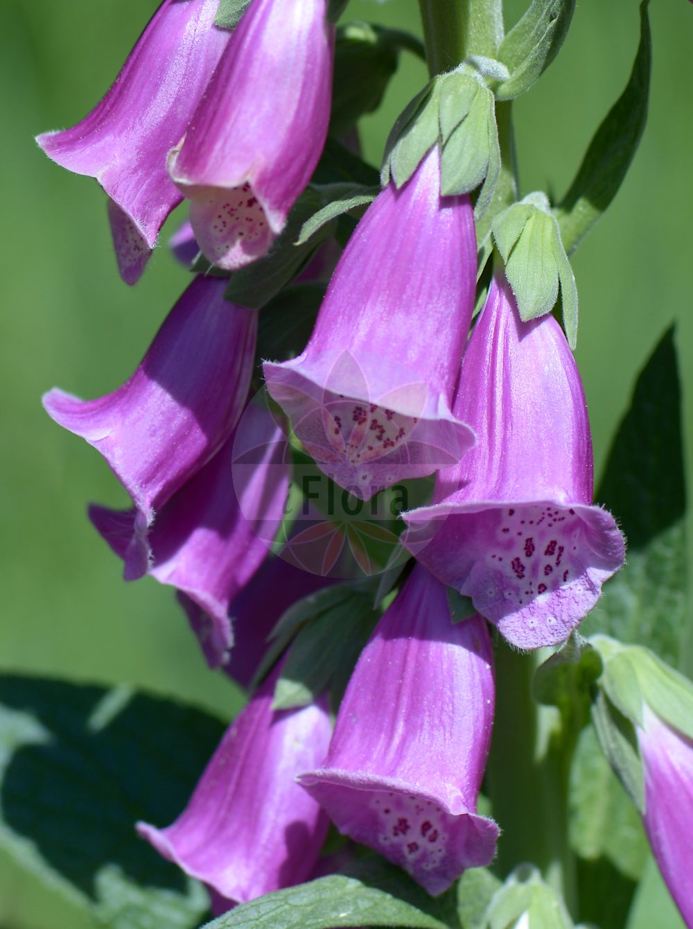 Foto von Digitalis purpurea (Roter Fingerhut - Foxglove). Das Bild zeigt Blatt und Bluete. Das Foto wurde in Stadtwald, Frankfurt, Hessen, Deutschland, Oberrheinisches Tiefland und Rhein-Main-Ebene aufgenommen. ---- Photo of Digitalis purpurea (Roter Fingerhut - Foxglove). The image is showing leaf and flower. The picture was taken in Stadtwald, Frankfurt, Hesse, Germany, Oberrheinisches Tiefland and Rhein-Main-Ebene.(Digitalis purpurea,Roter Fingerhut,Foxglove,Digitalis minor,Digitalis purpurea,Digitalis purpurea var. tomentosa,Roter Fingerhut,Foxglove,Common Foxglove,Purple Foxglove,Digitalis,Fingerhut,Foxglove,Plantaginaceae,Wegerichgewächse,Plantain family,Blatt,Bluete,leaf,flower)