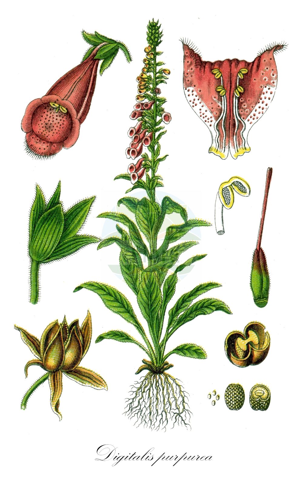 Historische Abbildung von Digitalis purpurea (Roter Fingerhut - Foxglove). ---- Historical Drawing of Digitalis purpurea (Roter Fingerhut - Foxglove).(Digitalis purpurea,Roter Fingerhut,Foxglove,Digitalis minor,Digitalis purpurea,Digitalis purpurea var. tomentosa,Roter Fingerhut,Foxglove,Common Foxglove,Purple Foxglove,Digitalis,Fingerhut,Foxglove,Plantaginaceae,Wegerichgewächse,Plantain family,Sturm (1796f))