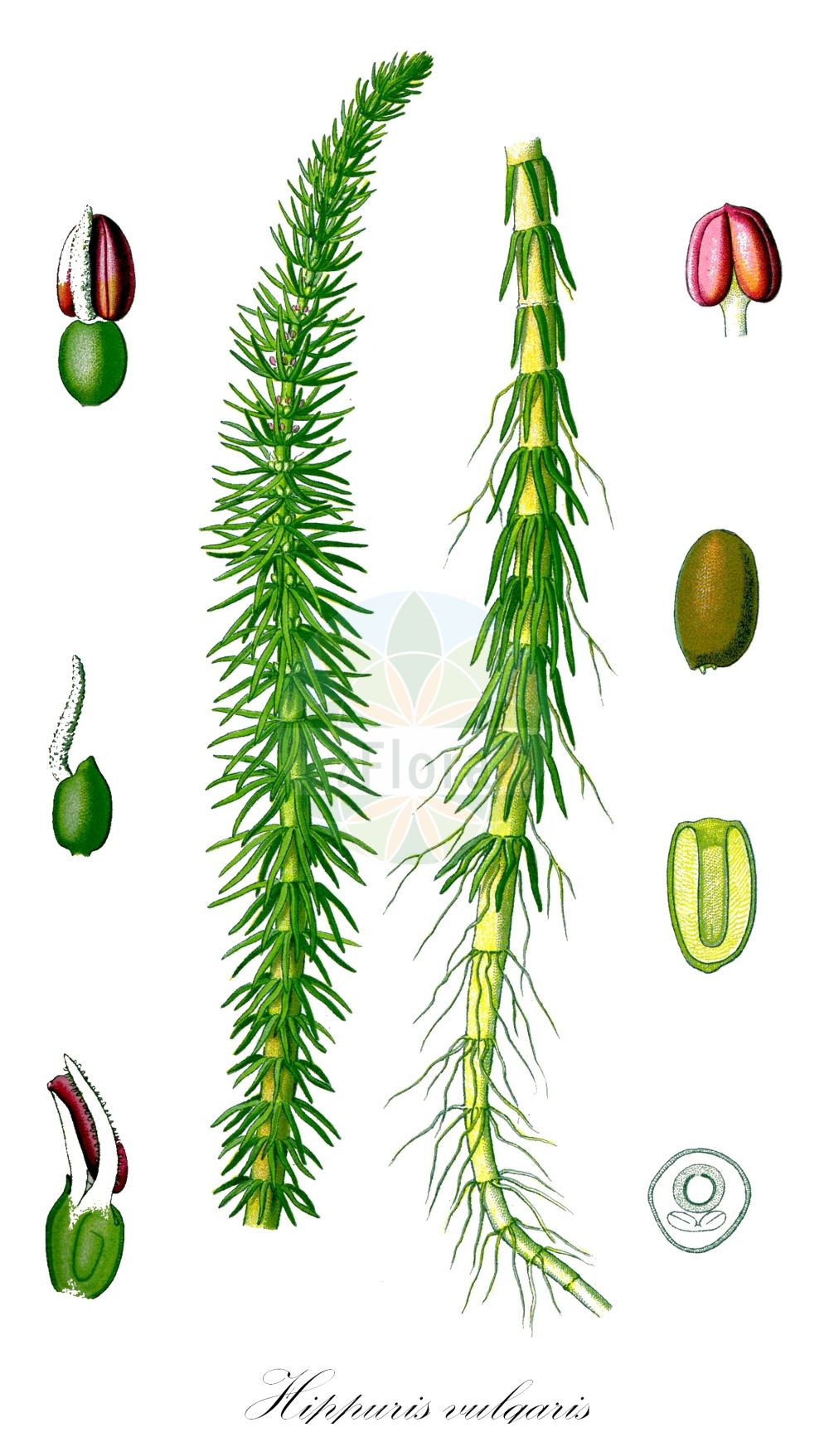 Historische Abbildung von Hippuris vulgaris (Gewöhnlicher Tannenwedel - Mare's-tail). Das Bild zeigt Blatt, Bluete, Frucht und Same. ---- Historical Drawing of Hippuris vulgaris (Gewöhnlicher Tannenwedel - Mare's-tail). The image is showing leaf, flower, fruit and seed.(Hippuris vulgaris,Gewöhnlicher Tannenwedel,Mare's-tail,Hippuris melanocarpa,Hippuris vulgaris,Gewoehnlicher Tannenwedel,Mare's-tail,Common Mare's-tail,Hippuris,Tannenwedel,Mare's-tail,Plantaginaceae,Wegerichgewächse,Plantain family,Blatt,Bluete,Frucht,Same,leaf,flower,fruit,seed,Thomé (1885))