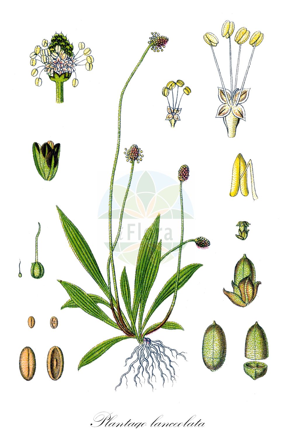 Historische Abbildung von Plantago lanceolata (Spitz-Wegerich - Ribwort Plantain). Das Bild zeigt Blatt, Bluete, Frucht und Same. ---- Historical Drawing of Plantago lanceolata (Spitz-Wegerich - Ribwort Plantain). The image is showing leaf, flower, fruit and seed.(Plantago lanceolata,Spitz-Wegerich,Ribwort Plantain,Plantago azorica,Plantago capitata,Plantago dubia,Plantago eriophora,Plantago glabriflora,Plantago glareosa,Plantago hungarica,Plantago lanceolata,Plantago lanuginosa,Plantago mediterranea,Plantago sphaerostachya,Spitz-Wegerich,Heil-Wegerich,Ribwort Plantain,Buckhorn Plantain,Narrowleaf Plantain,Narrow-leaved Plantain,Plantago,Wegerich,Plantain,Plantaginaceae,Wegerichgewächse,Plantain family,Blatt,Bluete,Frucht,Same,leaf,flower,fruit,seed,Sturm (1796f))