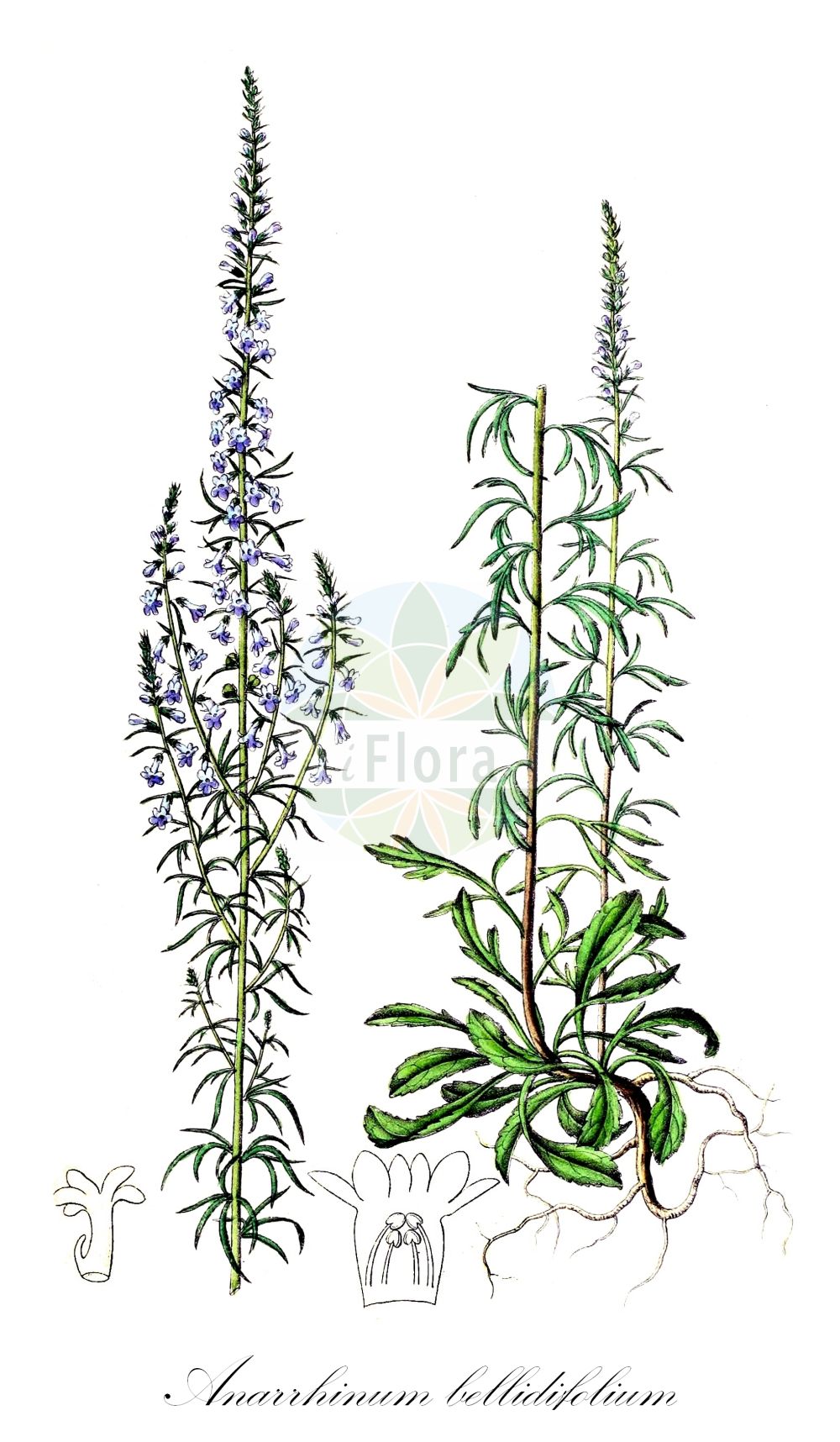 Historische Abbildung von Anarrhinum bellidifolium (Massliebchenblättriger Lochschlund - Daisy-leaved Toadflax). Das Bild zeigt Blatt, Bluete, Frucht und Same. ---- Historical Drawing of Anarrhinum bellidifolium (Massliebchenblättriger Lochschlund - Daisy-leaved Toadflax). The image is showing leaf, flower, fruit and seed.(Anarrhinum bellidifolium,Massliebchenblättriger Lochschlund,Daisy-leaved Toadflax,Anarrhinum bellidifolium,Antirrhinum bellidifolium,Simbuleta bellidifolia,Massliebchenblaettriger Lochschlund,Daisy-leaved Toadflax,Lilac Snapdragon,Anarrhinum,Lochschlund,Toadflax,Plantaginaceae,Wegerichgewächse,Plantain family,Blatt,Bluete,Frucht,Same,leaf,flower,fruit,seed,Dietrich (1833-1844))