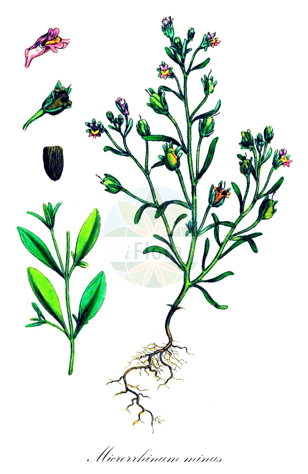 Historische Abbildung von Microrrhinum minus (Kleines Leinkraut - Small Toadflax). Das Bild zeigt Blatt, Bluete, Frucht und Same. ---- Historical Drawing of Microrrhinum minus (Kleines Leinkraut - Small Toadflax). The image is showing leaf, flower, fruit and seed.(Microrrhinum minus,Kleines Leinkraut,Small Toadflax,Antirrhinum minus,Chaenorhinum minus,Linaria minor,Microrrhinum minus,Kleines Leinkraut,Gewoehnlicher Klaffmund,Kleiner Orant,Strand-Klaffmund,Small Toadflax,Dwarf Snapdragon,Microrrhinum,Plantaginaceae,Wegerichgewächse,Plantain family,Blatt,Bluete,Frucht,Same,leaf,flower,fruit,seed,Sowerby (1790-1813))