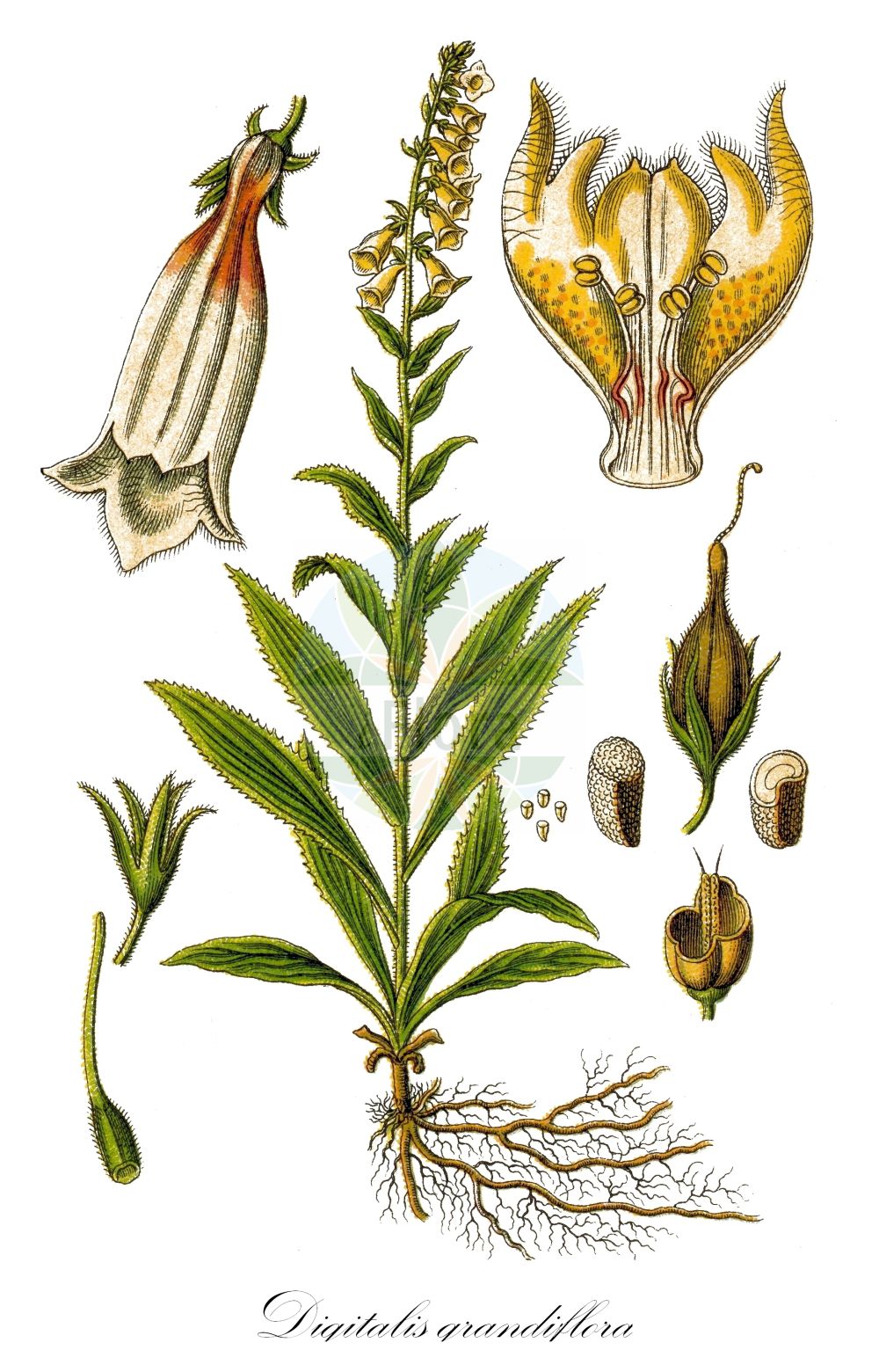 Historische Abbildung von Digitalis grandiflora (Großblütiger Fingerhut - Yellow Foxglove). Das Bild zeigt Blatt, Bluete, Frucht und Same. ---- Historical Drawing of Digitalis grandiflora (Großblütiger Fingerhut - Yellow Foxglove). The image is showing leaf, flower, fruit and seed.(Digitalis grandiflora,Großblütiger Fingerhut,Yellow Foxglove,Digitalis ambigua,Digitalis grandiflora,Grossbluetiger Fingerhut,Grosser Fingerhut,Yellow Foxglove,Large Yellow Foxglove,Big-flowered Foxglove,Digitalis,Fingerhut,Foxglove,Plantaginaceae,Wegerichgewächse,Plantain family,Blatt,Bluete,Frucht,Same,leaf,flower,fruit,seed,Sturm (1796f))