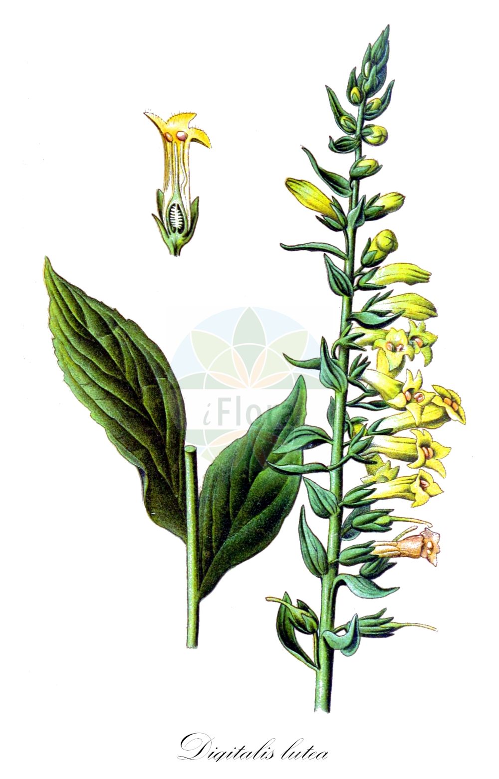 Historische Abbildung von Digitalis lutea (Gelber Fingerhut - Straw Foxglove). Das Bild zeigt Blatt, Bluete, Frucht und Same. ---- Historical Drawing of Digitalis lutea (Gelber Fingerhut - Straw Foxglove). The image is showing leaf, flower, fruit and seed.(Digitalis lutea,Gelber Fingerhut,Straw Foxglove,Digitalis lutea,Gelber Fingerhut,Straw Foxglove,Small Yellow Foxglove,Yellow Foxglove,Digitalis,Fingerhut,Foxglove,Plantaginaceae,Wegerichgewächse,Plantain family,Blatt,Bluete,Frucht,Same,leaf,flower,fruit,seed,Esser (1910))