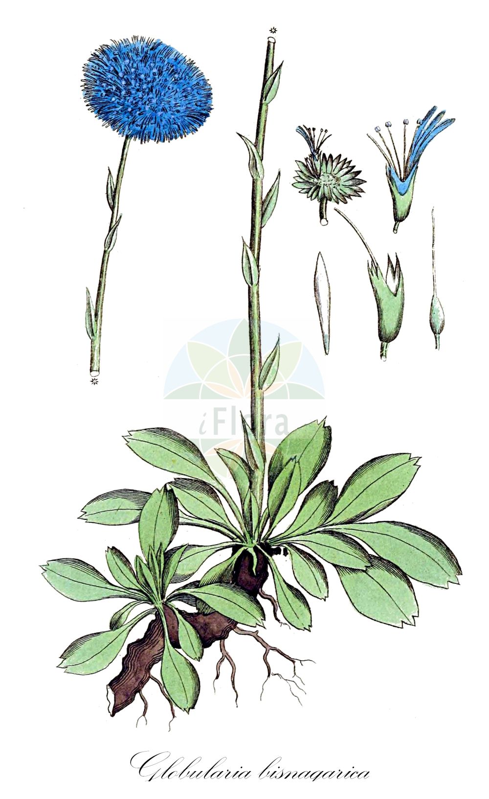 Historische Abbildung von Globularia bisnagarica (Gewöhnliche Kugelblume - Blue Daisy). Das Bild zeigt Blatt, Bluete, Frucht und Same. ---- Historical Drawing of Globularia bisnagarica (Gewöhnliche Kugelblume - Blue Daisy). The image is showing leaf, flower, fruit and seed.(Globularia bisnagarica,Gewöhnliche Kugelblume,Blue Daisy,Globularia bisnagarica,Globularia elongata,Globularia punctata,Globularia tenella,Globularia willkommii,Gewoehnliche Kugelblume,Hochstaengel-Kugelblume,Blue Daisy,Bone Flower,Common Globularia,Globe Flower,Globularia,Kugelblume,Globularias,Plantaginaceae,Wegerichgewächse,Plantain family,Blatt,Bluete,Frucht,Same,leaf,flower,fruit,seed,Svensk Botanik (Svensk Botanik))