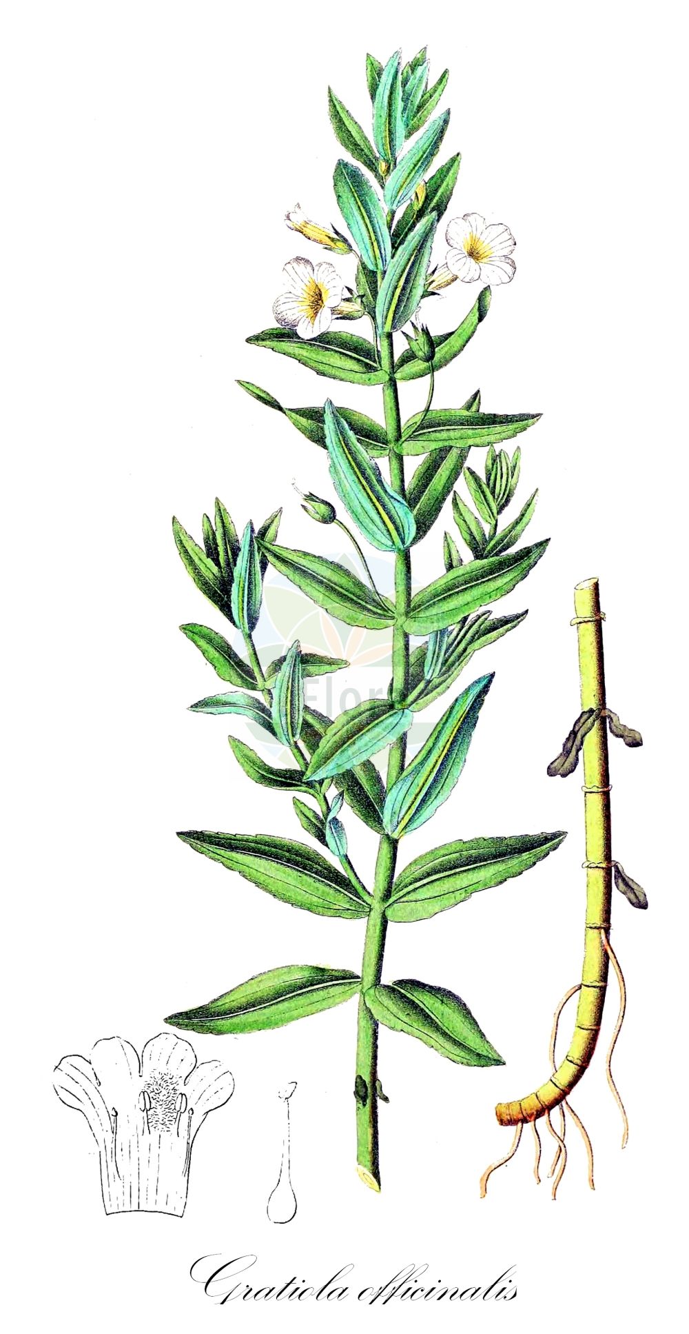 Historische Abbildung von Gratiola officinalis (Gottes-Gnadenkraut - Gratiole). Das Bild zeigt Blatt, Bluete, Frucht und Same. ---- Historical Drawing of Gratiola officinalis (Gottes-Gnadenkraut - Gratiole). The image is showing leaf, flower, fruit and seed.(Gratiola officinalis,Gottes-Gnadenkraut,Gratiole,Gratiola officinalis,Gratiola officinalis L. subsp.,Gratiola officinalis subsp. broteri,Gottes-Gnadenkraut,Gratiole,Hedge Hyssop,Gratiola,Gnadenkraut,Gratiole,Plantaginaceae,Wegerichgewächse,Plantain family,Blatt,Bluete,Frucht,Same,leaf,flower,fruit,seed,Dietrich (1833-1844))