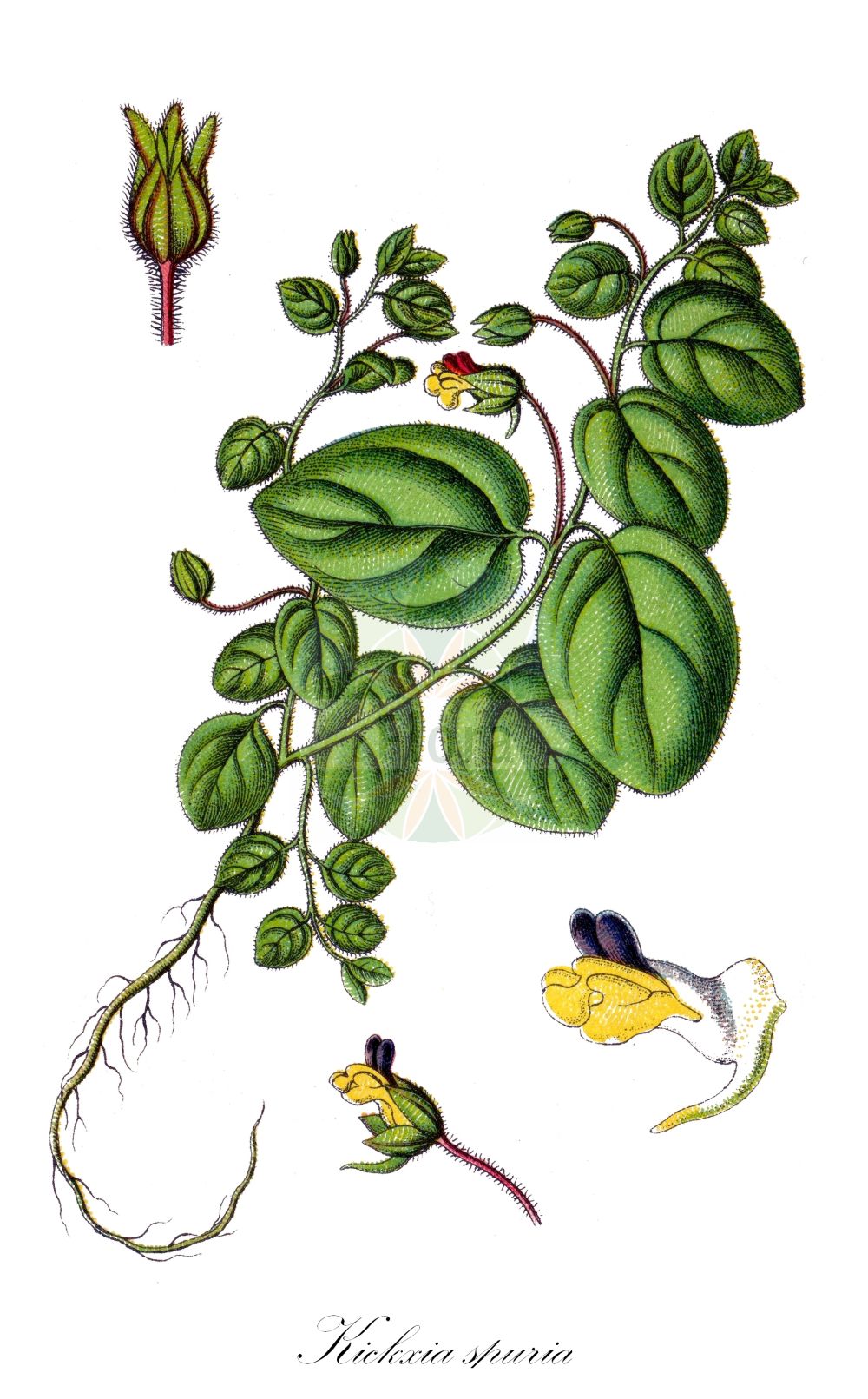Historische Abbildung von Kickxia spuria (Eiblättriges Tännelkraut - Round-leaved Fluellen). Das Bild zeigt Blatt, Bluete, Frucht und Same. ---- Historical Drawing of Kickxia spuria (Eiblättriges Tännelkraut - Round-leaved Fluellen). The image is showing leaf, flower, fruit and seed.(Kickxia spuria,Eiblättriges Tännelkraut,Round-leaved Fluellen,Antirrhinum spurium,Elatinoides spuria,Linaria spuria,Linaria spuria (L.) Mill.,Kickxia spuria,Eiblaettriges Taennelkraut,Eiblaettriges Leinkraut,Unechtes Schlangenmaul,Round-leaved Fluellen,Female Fluvellin,Roundleaf Cancerwort,Leafless Bluebush,Kickxia,Tännelkraut,Cancerwort,Plantaginaceae,Wegerichgewächse,Plantain family,Blatt,Bluete,Frucht,Same,leaf,flower,fruit,seed,Sturm (1796f))