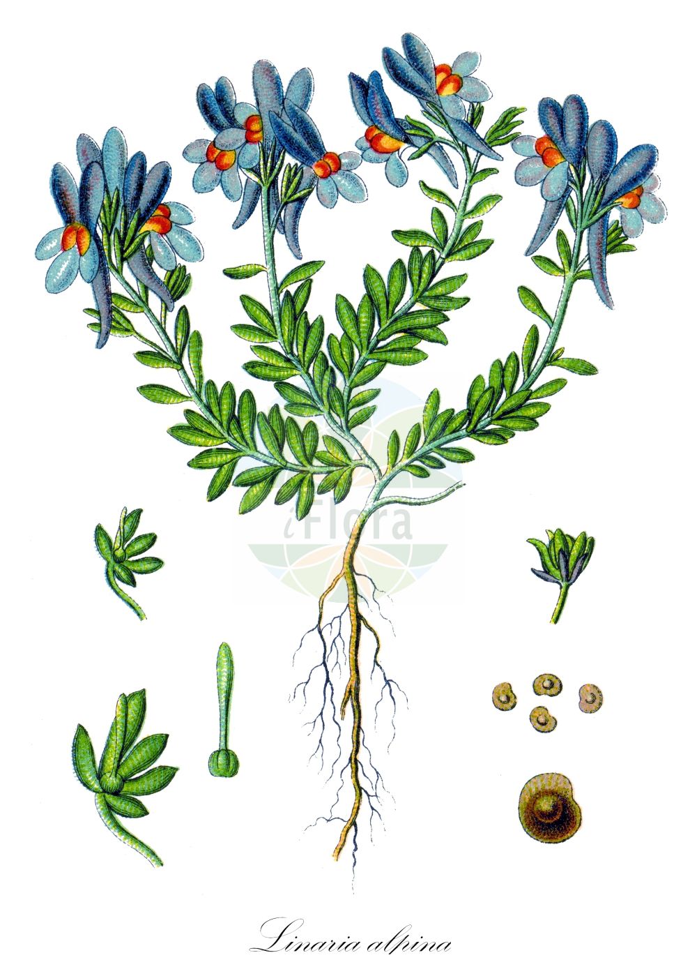 Historische Abbildung von Linaria alpina (Alpen-Leinkraut - Alpine Toadflax). Das Bild zeigt Blatt, Bluete, Frucht und Same. ---- Historical Drawing of Linaria alpina (Alpen-Leinkraut - Alpine Toadflax). The image is showing leaf, flower, fruit and seed.(Linaria alpina,Alpen-Leinkraut,Alpine Toadflax,Antirrhinum alpinum,Linaria alpina,Alpen-Leinkraut,Alpine Toadflax,Linaria,Leinkraut,Toadflax,Plantaginaceae,Wegerichgewächse,Plantain family,Blatt,Bluete,Frucht,Same,leaf,flower,fruit,seed,Sturm (1796f))