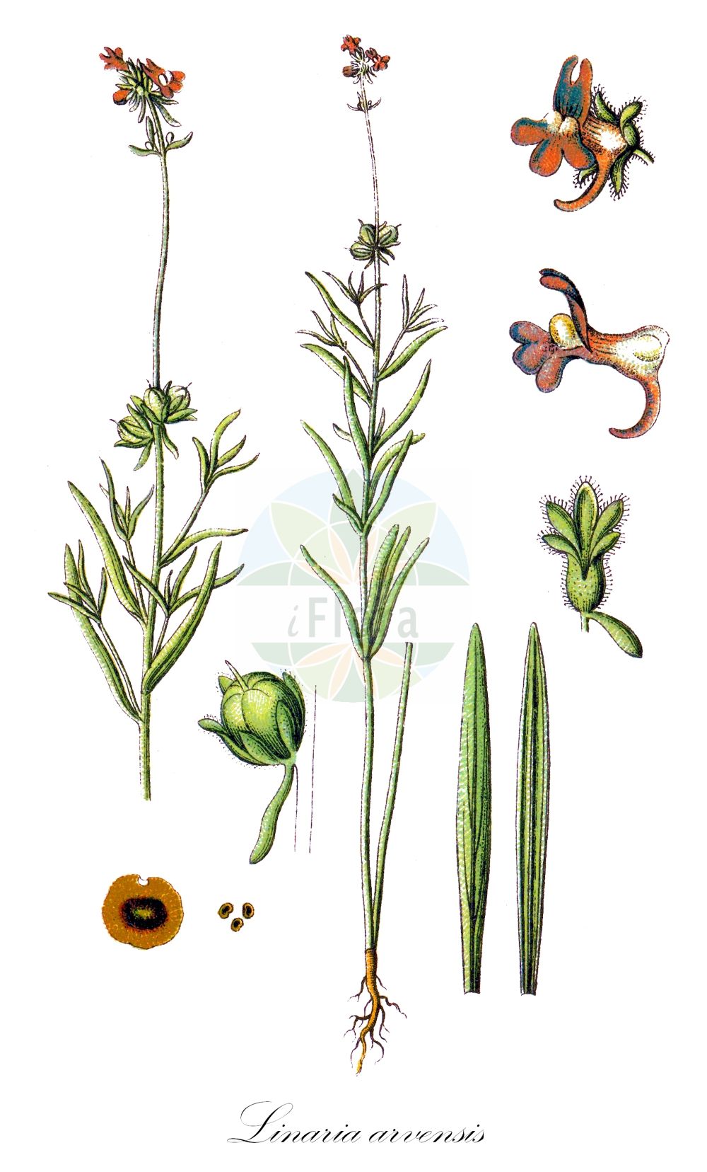 Historische Abbildung von Linaria arvensis (Acker-Leinkraut - Corn Toadflax). Das Bild zeigt Blatt, Bluete, Frucht und Same. ---- Historical Drawing of Linaria arvensis (Acker-Leinkraut - Corn Toadflax). The image is showing leaf, flower, fruit and seed.(Linaria arvensis,Acker-Leinkraut,Corn Toadflax,Antirrhinum arvense,Linaria arvensis,Linaria arvensis (L.) Desf.,Linaria arvensis subsp. eu-arvensis,Acker-Leinkraut,Corn Toadflax,Field Toadflax,Linaria,Leinkraut,Toadflax,Plantaginaceae,Wegerichgewächse,Plantain family,Blatt,Bluete,Frucht,Same,leaf,flower,fruit,seed,Sturm (1796f))