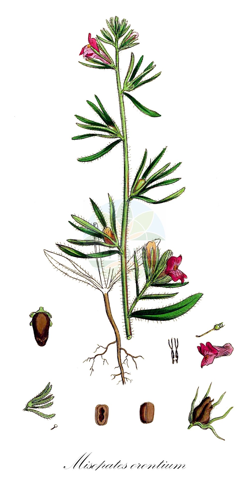 Historische Abbildung von Misopates orontium (Acker-Löwenmaul - Weasel's-snout). Das Bild zeigt Blatt, Bluete, Frucht und Same. ---- Historical Drawing of Misopates orontium (Acker-Löwenmaul - Weasel's-snout). The image is showing leaf, flower, fruit and seed.(Misopates orontium,Acker-Löwenmaul,Weasel's-snout,Antirrhinum orontium,Misopates orontium,Acker-Loewenmaul,Katzenmaul,Weasel's-snout,Calf's-snout,Linearleaf Snapdragon,Corn Snapdragon,Lesser Snapdragon,Linear-leaved Snapdragon,Wild Antirrhinum,Misopates,Katzenmaul,Snapdragon,Plantaginaceae,Wegerichgewächse,Plantain family,Blatt,Bluete,Frucht,Same,leaf,flower,fruit,seed,Sowerby (1790-1813))