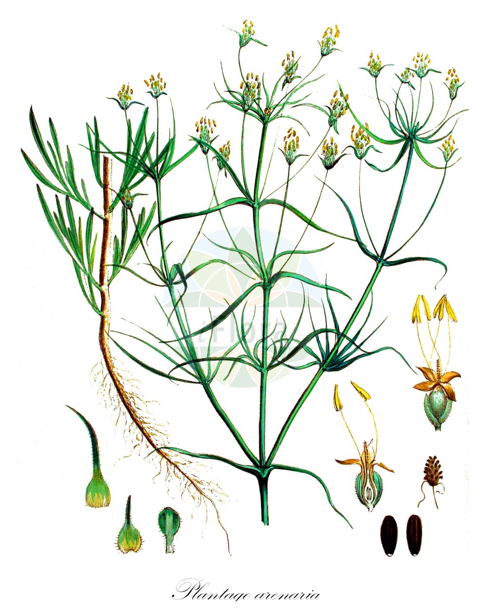 Historische Abbildung von Plantago arenaria (Sand-Wegerich - Branched Plantain). Das Bild zeigt Blatt, Bluete, Frucht und Same. ---- Historical Drawing of Plantago arenaria (Sand-Wegerich - Branched Plantain). The image is showing leaf, flower, fruit and seed.(Plantago arenaria,Sand-Wegerich,Branched Plantain,Plantago arenaria,Plantago indica,Plantago ramosa,Plantago scabra,Plantago scabra Moench subsp.,Plantago stricta,Psyllium arenaria,Psyllium scabrum,Sand-Wegerich,Flohsamenkraut,Branched Plantain,Psyllium,Sand Plantain,Whorled Plantain,Plantago,Wegerich,Plantain,Plantaginaceae,Wegerichgewächse,Plantain family,Blatt,Bluete,Frucht,Same,leaf,flower,fruit,seed,Kops (1800-1934))