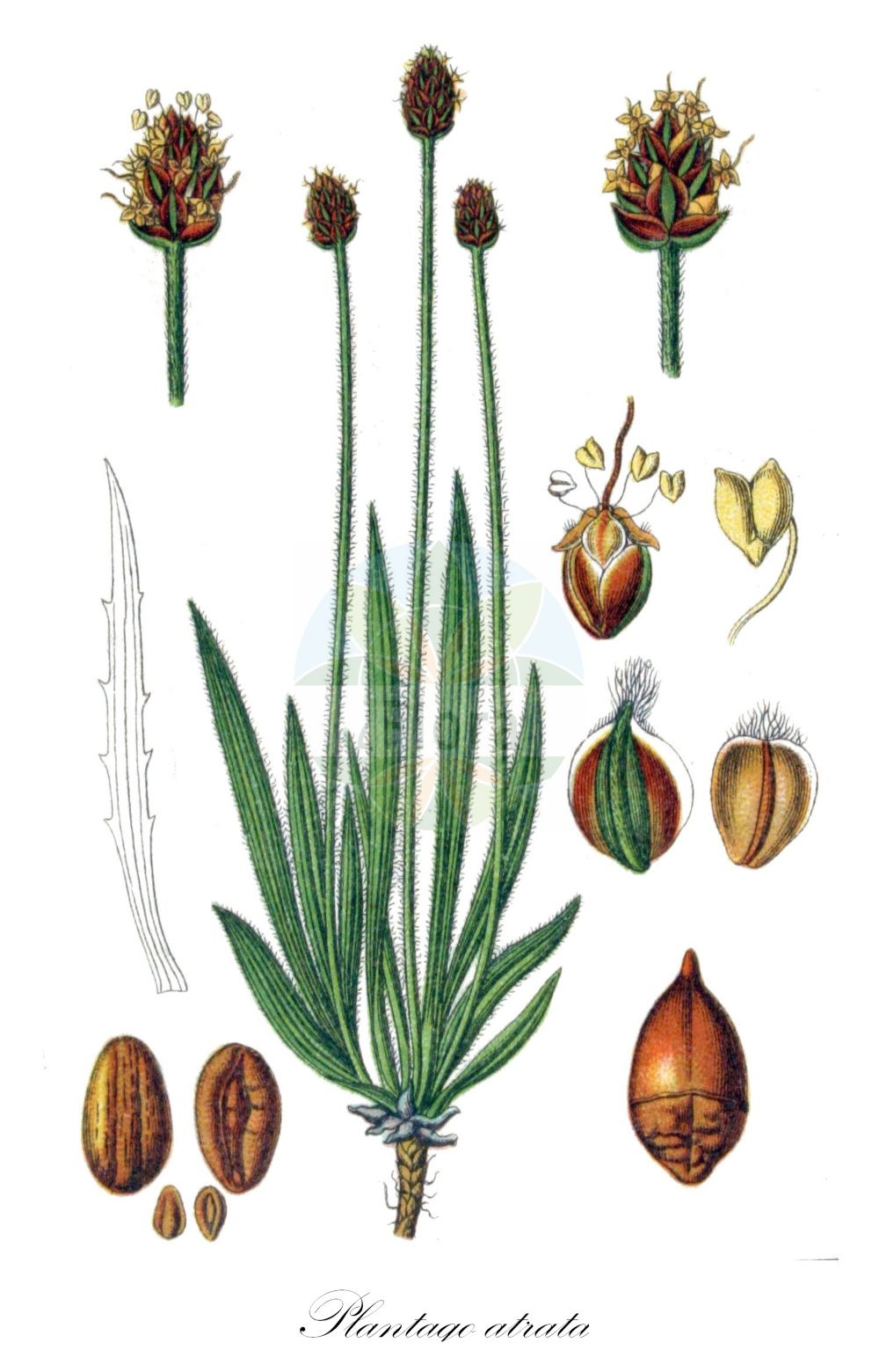 Historische Abbildung von Plantago atrata (Berg-Wegerich - Dark Plantain). Das Bild zeigt Blatt, Bluete, Frucht und Same. ---- Historical Drawing of Plantago atrata (Berg-Wegerich - Dark Plantain). The image is showing leaf, flower, fruit and seed.(Plantago atrata,Berg-Wegerich,Dark Plantain,Plantago atrata,Plantago montana,Plantago saxatilis,Berg-Wegerich,Dark Plantain,Plantago,Wegerich,Plantain,Plantaginaceae,Wegerichgewächse,Plantain family,Blatt,Bluete,Frucht,Same,leaf,flower,fruit,seed,Sturm (1796f))