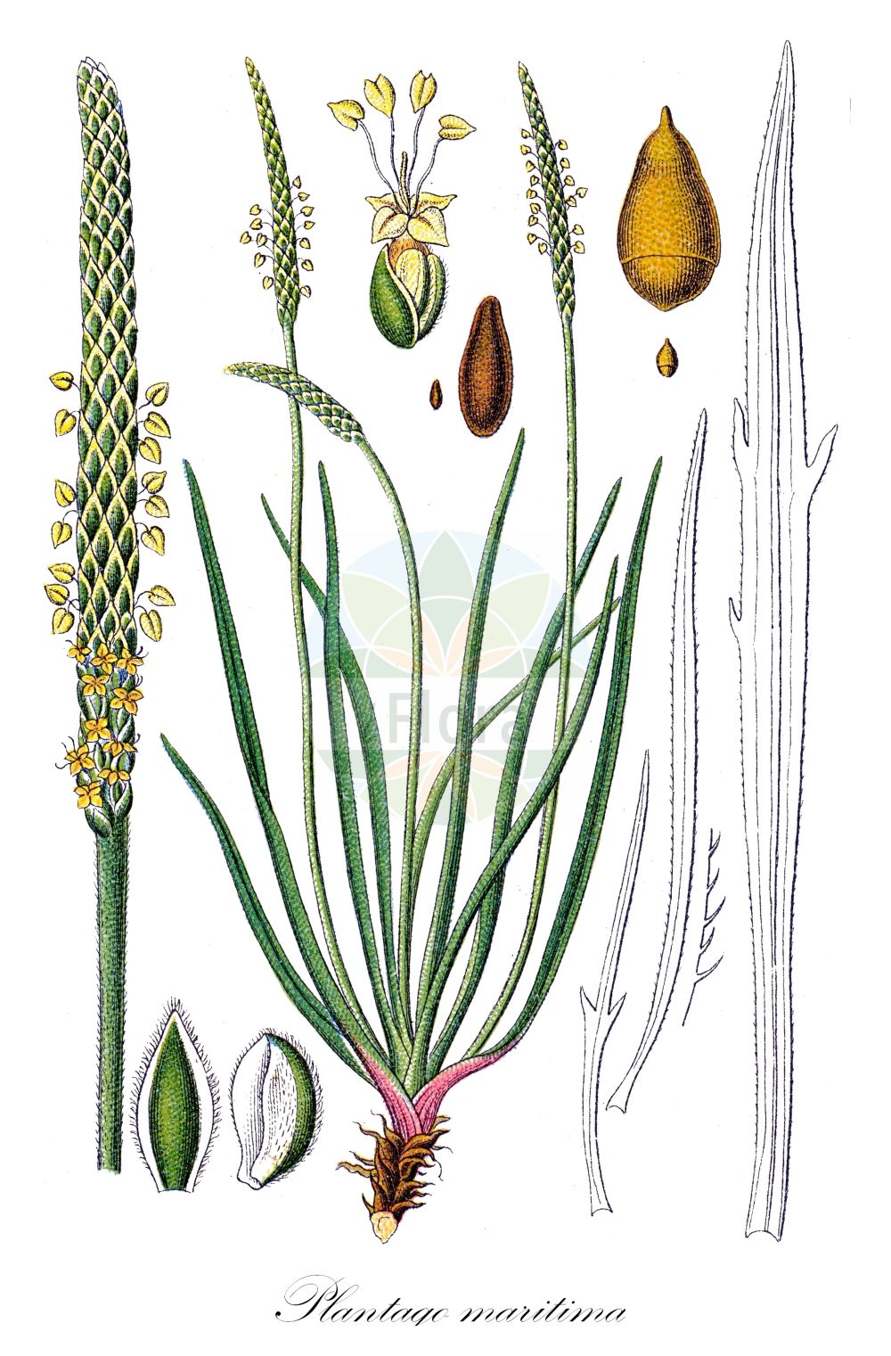 Historische Abbildung von Plantago maritima (Strand-Wegerich - Sea Plantain). Das Bild zeigt Blatt, Bluete, Frucht und Same. ---- Historical Drawing of Plantago maritima (Strand-Wegerich - Sea Plantain). The image is showing leaf, flower, fruit and seed.(Plantago maritima,Strand-Wegerich,Sea Plantain,Plantago chottica,Plantago krascheninnikowii,Plantago maritima,Plantago maritima L. subsp.,Plantago schrenkii,Strand-Wegerich,Meerstrand-Wegerich,Salz-Wegerich,Sea Plantain,Goose Tongue,Plantago,Wegerich,Plantain,Plantaginaceae,Wegerichgewächse,Plantain family,Blatt,Bluete,Frucht,Same,leaf,flower,fruit,seed,Sturm (1796f))