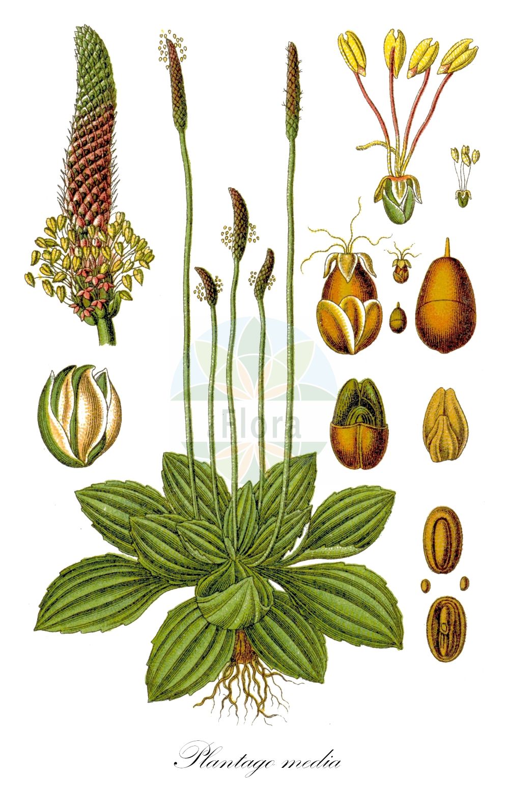 Historische Abbildung von Plantago media (Mittel-Wegerich - Hoary Plantain). ---- Historical Drawing of Plantago media (Mittel-Wegerich - Hoary Plantain).(Plantago media,Mittel-Wegerich,Hoary Plantain,Plantago media,Plantago media L. var.,Plantago oblongifolia,Plantago plicata,Plantago stepposa,Plantago urvillei,Mittel-Wegerich,Hoary Plantain,Plantago,Wegerich,Plantain,Plantaginaceae,Wegerichgewächse,Plantain family,Sturm (1796f))