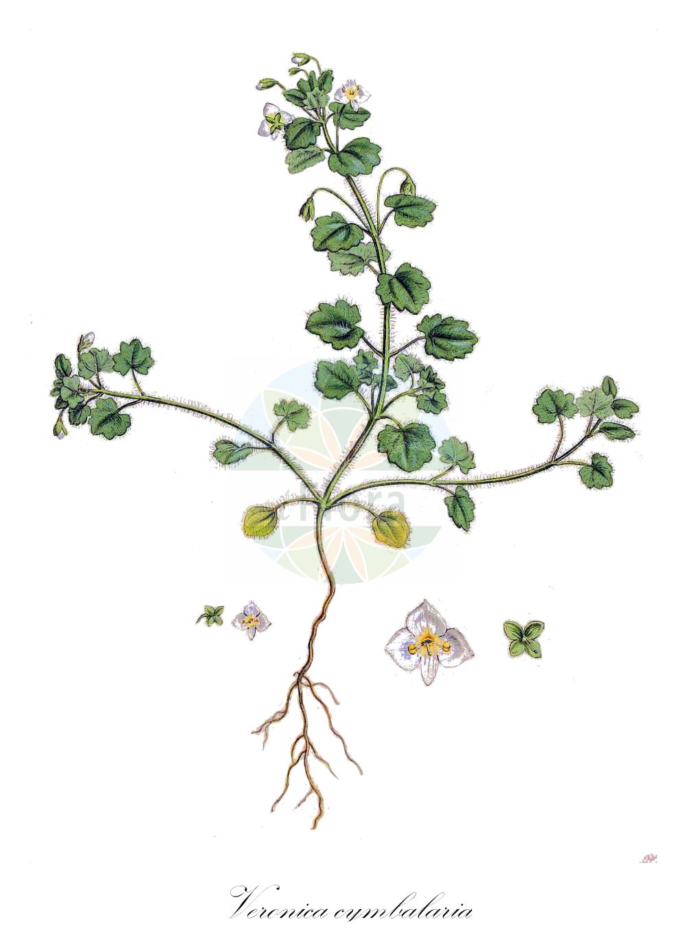 Historische Abbildung von Veronica cymbalaria. Das Bild zeigt Blatt, Bluete, Frucht und Same. ---- Historical Drawing of Veronica cymbalaria. The image is showing leaf, flower, fruit and seed.(Veronica cymbalaria,Veronica cuneata,Veronica cymbalaria,Veronica cymbalaria Bodard subsp.,Veronica glandulifera,Veronica,Ehrenpreis,Speedwell,Plantaginaceae,Wegerichgewächse,Plantain family,Blatt,Bluete,Frucht,Same,leaf,flower,fruit,seed,Sibthorp & Smith (1806-1840))