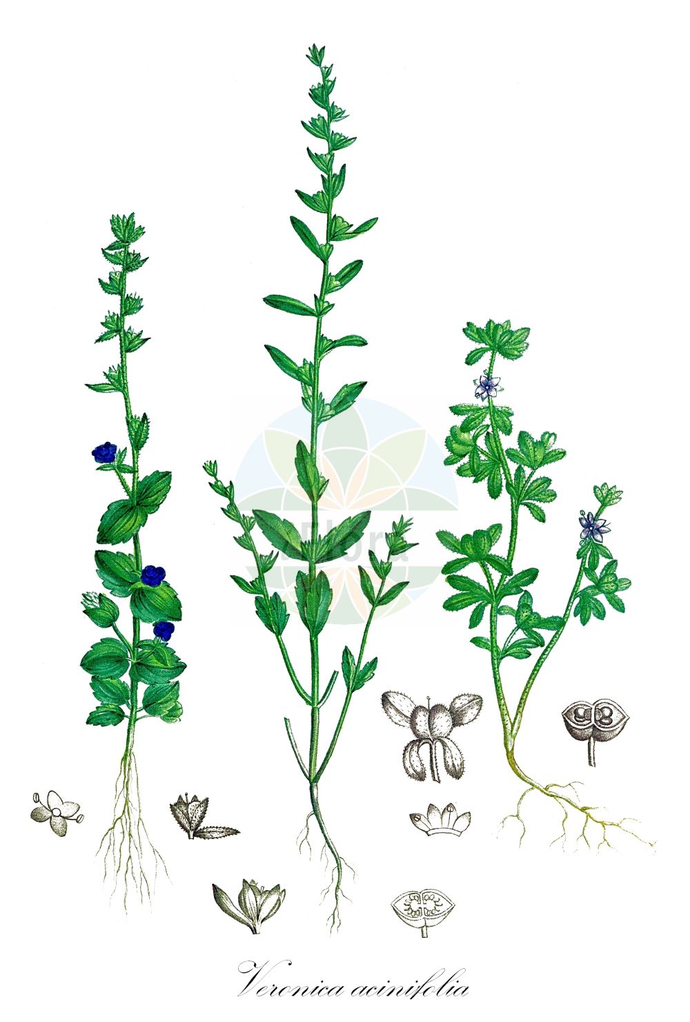 Historische Abbildung von Veronica acinifolia (Steinquendel-Ehrenpreis - French Speedwell). Das Bild zeigt Blatt, Bluete, Frucht und Same. ---- Historical Drawing of Veronica acinifolia (Steinquendel-Ehrenpreis - French Speedwell). The image is showing leaf, flower, fruit and seed.(Veronica acinifolia,Steinquendel-Ehrenpreis,French Speedwell,Veronica perpusilla,Veronica acinifolia,Steinquendel-Ehrenpreis,Druesiger Ehrenpreis,Koelme-Ehrenpreis,French Speedwell,Veronica,Ehrenpreis,Speedwell,Plantaginaceae,Wegerichgewächse,Plantain family,Blatt,Bluete,Frucht,Same,leaf,flower,fruit,seed,de Saint-Hilaire (1824a))