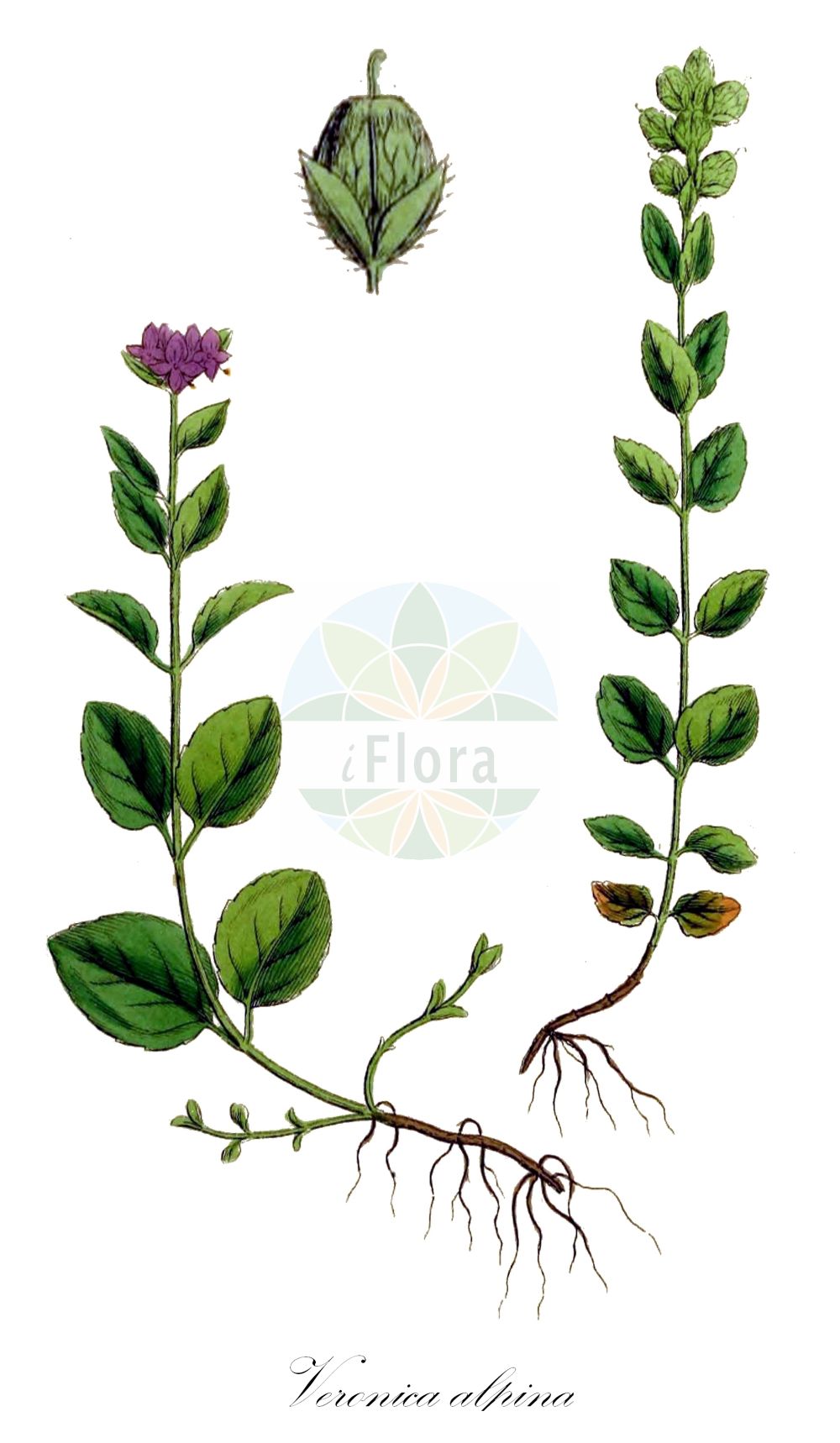 Historische Abbildung von Veronica alpina (Alpen-Ehrenpreis - Alpine Speedwell). Das Bild zeigt Blatt, Bluete, Frucht und Same. ---- Historical Drawing of Veronica alpina (Alpen-Ehrenpreis - Alpine Speedwell). The image is showing leaf, flower, fruit and seed.(Veronica alpina,Alpen-Ehrenpreis,Alpine Speedwell,Veronica alpina,Veronica alpina L. subsp.,Alpen-Ehrenpreis,Suedlicher Alpen-Ehrenpreis,Alpine Speedwell,Veronica,Ehrenpreis,Speedwell,Plantaginaceae,Wegerichgewächse,Plantain family,Blatt,Bluete,Frucht,Same,leaf,flower,fruit,seed,Sowerby (1790-1813))