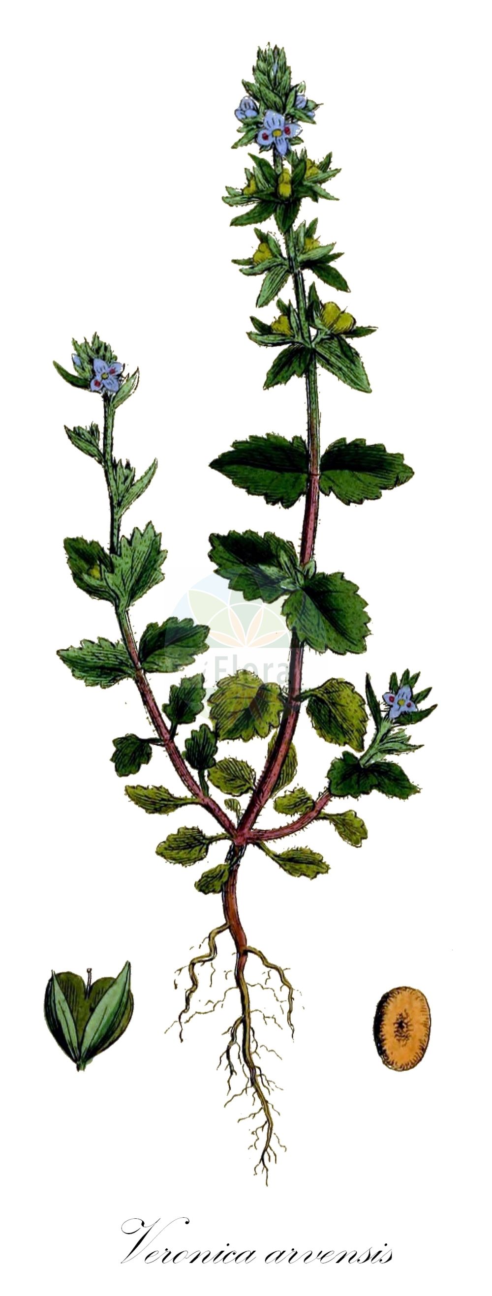 Historische Abbildung von Veronica arvensis (Feld-Ehrenpreis - Wall Speedwell). Das Bild zeigt Blatt, Bluete, Frucht und Same. ---- Historical Drawing of Veronica arvensis (Feld-Ehrenpreis - Wall Speedwell). The image is showing leaf, flower, fruit and seed.(Veronica arvensis,Feld-Ehrenpreis,Wall Speedwell,Pocilla arvensis,Veronica arvensis,Veronica demissa,Veronica racemifoliata,Feld-Ehrenpreis,Wall Speedwell,Speedwell,Corn Speedwell,Veronica,Ehrenpreis,Speedwell,Plantaginaceae,Wegerichgewächse,Plantain family,Blatt,Bluete,Frucht,Same,leaf,flower,fruit,seed,Sowerby (1790-1813))