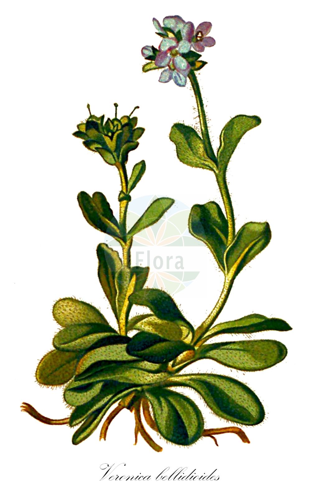 Historische Abbildung von Veronica bellidioides (Gänseblümchen-Ehrenpreis - Violet Speedwell). Das Bild zeigt Blatt, Bluete, Frucht und Same. ---- Historical Drawing of Veronica bellidioides (Gänseblümchen-Ehrenpreis - Violet Speedwell). The image is showing leaf, flower, fruit and seed.(Veronica bellidioides,Gänseblümchen-Ehrenpreis,Violet Speedwell,Veronica bellidioides,Gaensebluemchen-Ehrenpreis,Rosetten-Ehrenpreis,Violet Speedwell,Veronica,Ehrenpreis,Speedwell,Plantaginaceae,Wegerichgewächse,Plantain family,Blatt,Bluete,Frucht,Same,leaf,flower,fruit,seed,Seboth & Graf (1879-1884))