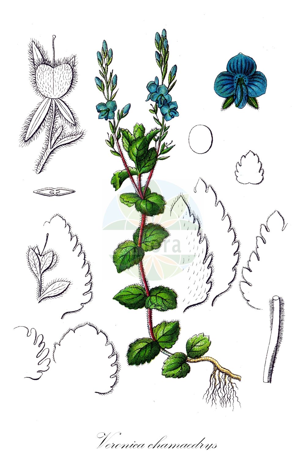 Historische Abbildung von Veronica chamaedrys (Gamander-Ehrenpreis - Germander Speedwell). Das Bild zeigt Blatt, Bluete, Frucht und Same. ---- Historical Drawing of Veronica chamaedrys (Gamander-Ehrenpreis - Germander Speedwell). The image is showing leaf, flower, fruit and seed.(Veronica chamaedrys,Gamander-Ehrenpreis,Germander Speedwell,Veronica chamaedrys,Veronicella chamaedrys,Gamander-Ehrenpreis,Druesiger Gamander-Ehrenpreis,Wiener Ehrenpreis,Germander Speedwell,Veronica,Ehrenpreis,Speedwell,Plantaginaceae,Wegerichgewächse,Plantain family,Blatt,Bluete,Frucht,Same,leaf,flower,fruit,seed,Sturm (1796f))