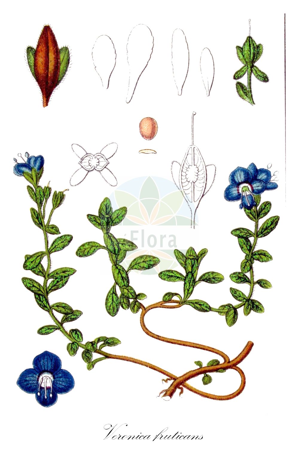 Historische Abbildung von Veronica fruticans (Felsen-Ehrenpreis - Rock Speedwell). Das Bild zeigt Blatt, Bluete, Frucht und Same. ---- Historical Drawing of Veronica fruticans (Felsen-Ehrenpreis - Rock Speedwell). The image is showing leaf, flower, fruit and seed.(Veronica fruticans,Felsen-Ehrenpreis,Rock Speedwell,Petrodora fruticans,Veronica fruticans,Veronica saxatilis,Felsen-Ehrenpreis,Rock Speedwell,Woodystem Speedwell,Veronica,Ehrenpreis,Speedwell,Plantaginaceae,Wegerichgewächse,Plantain family,Blatt,Bluete,Frucht,Same,leaf,flower,fruit,seed,Sturm (1796f))