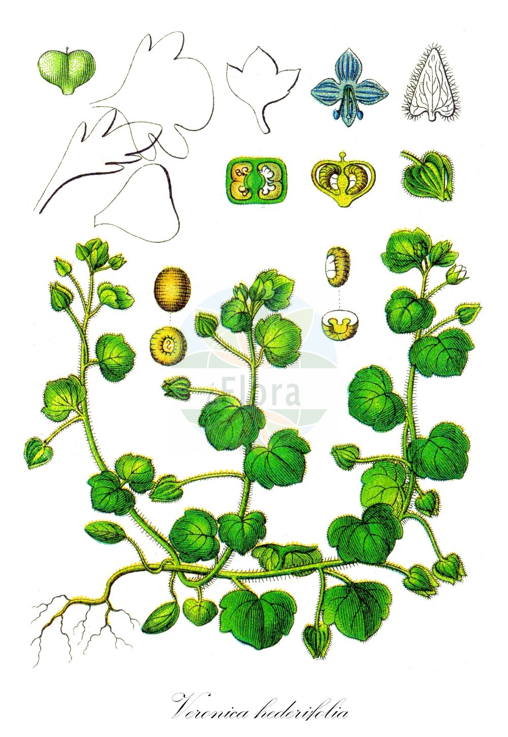 Historische Abbildung von Veronica hederifolia (Efeu-Ehrenpreis - Ivy-leaved Speedwell). Das Bild zeigt Blatt, Bluete, Frucht und Same. ---- Historical Drawing of Veronica hederifolia (Efeu-Ehrenpreis - Ivy-leaved Speedwell). The image is showing leaf, flower, fruit and seed.(Veronica hederifolia,Efeu-Ehrenpreis,Ivy-leaved Speedwell,Veronica hederifolia,Veronica lappago,Efeu-Ehrenpreis,Ivy-leaved Speedwell,Ivyleaf Speedwell,Veronica,Ehrenpreis,Speedwell,Plantaginaceae,Wegerichgewächse,Plantain family,Blatt,Bluete,Frucht,Same,leaf,flower,fruit,seed,Sturm (1796f))