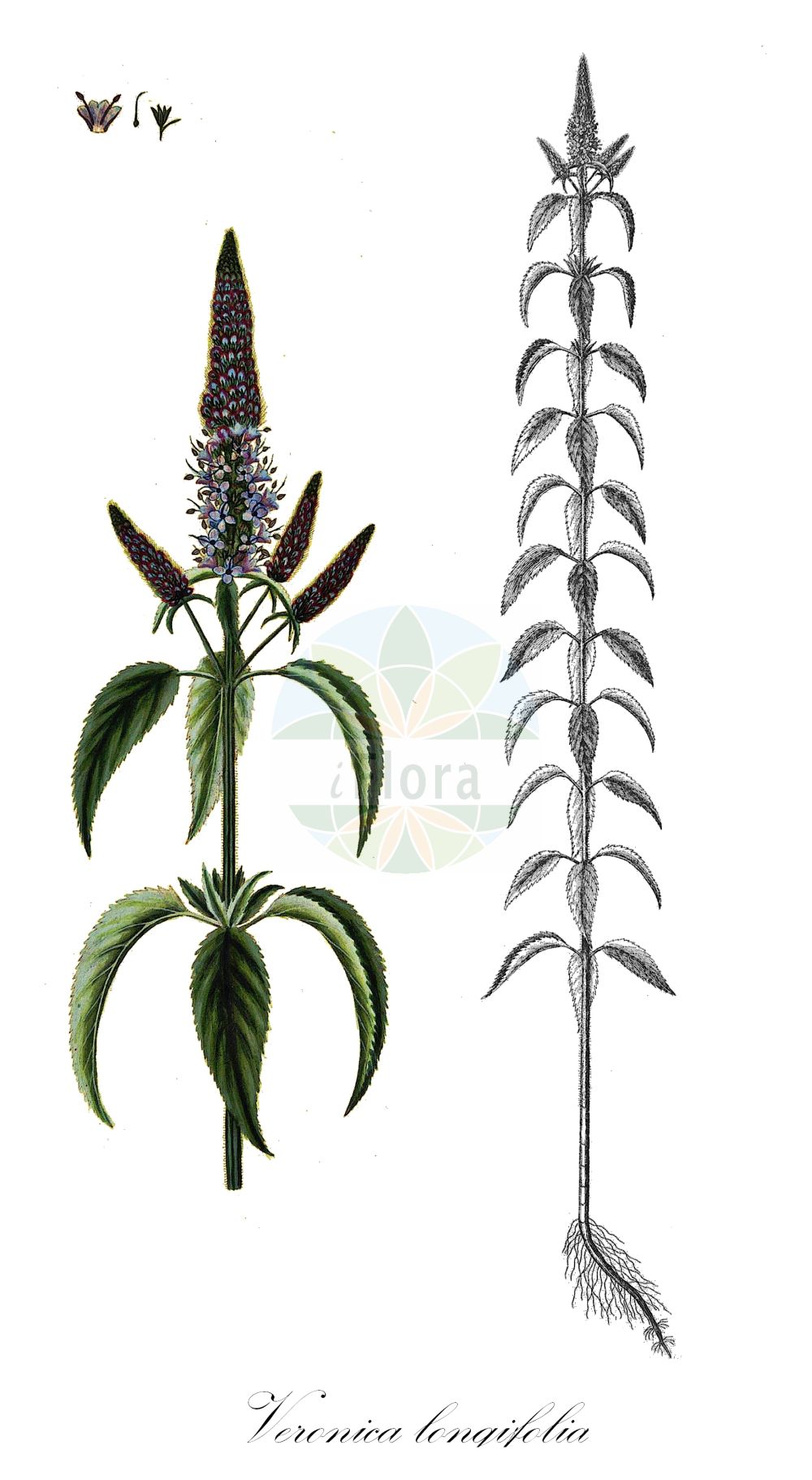 Historische Abbildung von Veronica longifolia (Strand-Ehrenpreis - Whorly Speedwell). Das Bild zeigt Blatt, Bluete, Frucht und Same. ---- Historical Drawing of Veronica longifolia (Strand-Ehrenpreis - Whorly Speedwell). The image is showing leaf, flower, fruit and seed.(Veronica longifolia,Strand-Ehrenpreis,Whorly Speedwell,Pseudolysimachion longifolium,Pseudolysimachion maritimum,Veronica longifolia,Veronica septentrionalis,Veronica ticinensis,Veronica maritima,Strand-Ehrenpreis,Whorly Speedwell,Veronica,Ehrenpreis,Speedwell,Plantaginaceae,Wegerichgewächse,Plantain family,Blatt,Bluete,Frucht,Same,leaf,flower,fruit,seed,Oeder (1761-1883))