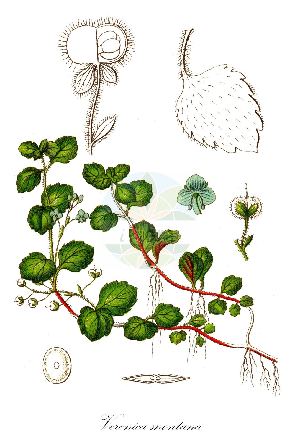 Historische Abbildung von Veronica montana (Berg-Ehrenpreis - Wood Speedwell). Das Bild zeigt Blatt, Bluete, Frucht und Same. ---- Historical Drawing of Veronica montana (Berg-Ehrenpreis - Wood Speedwell). The image is showing leaf, flower, fruit and seed.(Veronica montana,Berg-Ehrenpreis,Wood Speedwell,Veronica montana,Berg-Ehrenpreis,Wood Speedwell,Veronica,Ehrenpreis,Speedwell,Plantaginaceae,Wegerichgewächse,Plantain family,Blatt,Bluete,Frucht,Same,leaf,flower,fruit,seed,Sturm (1796f))