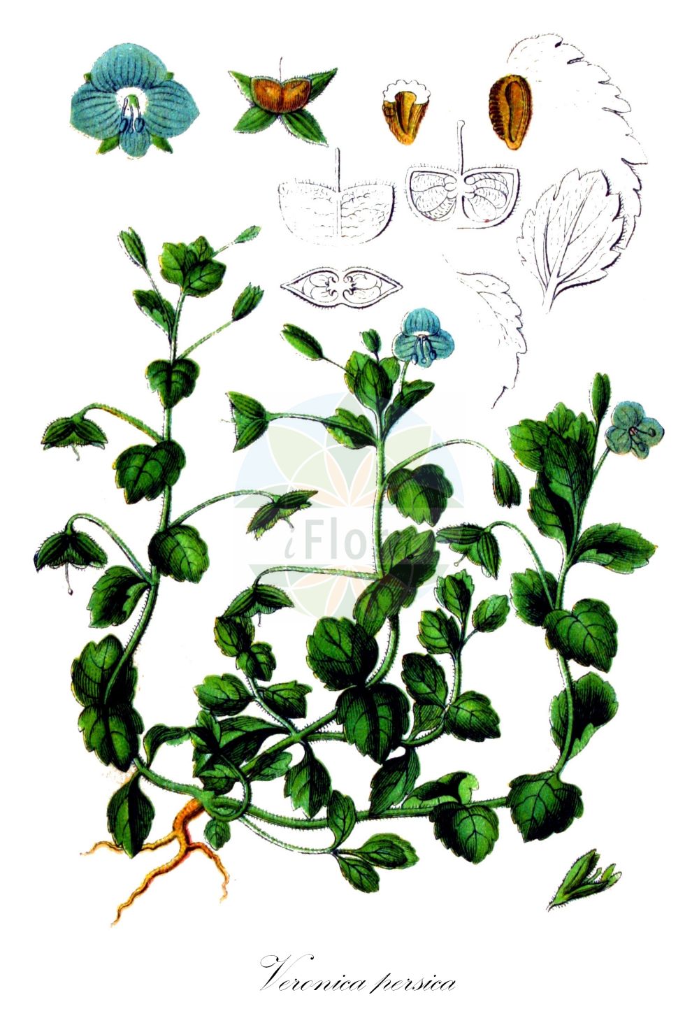 Historische Abbildung von Veronica persica (Persischer Ehrenpreis - Common Field-speedwell). Das Bild zeigt Blatt, Bluete, Frucht und Same. ---- Historical Drawing of Veronica persica (Persischer Ehrenpreis - Common Field-speedwell). The image is showing leaf, flower, fruit and seed.(Veronica persica,Persischer Ehrenpreis,Common Field-speedwell,Pocilla persica,Veronica buxbaumii,Veronica byzantina,Veronica persica,Veronica persica Poir. subsp.,Veronica tournefortii,Veronica tournefortii subsp. corrensiana,Persischer Ehrenpreis,Common Field-speedwell,Bird's-eye Speedwell,Birdeye Speedwell,Buxbaum's Speedwell,Common Speedwell,Creeping Speedwell,Persian Speedwell,Scrambling Speedwell,Veronica,Ehrenpreis,Speedwell,Plantaginaceae,Wegerichgewächse,Plantain family,Blatt,Bluete,Frucht,Same,leaf,flower,fruit,seed,Sturm (1796f))