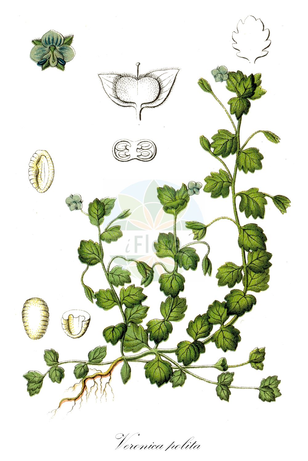 Historische Abbildung von Veronica polita (Glänzender Ehrenpreis - Grey Field-speedwell). Das Bild zeigt Blatt, Bluete, Frucht und Same. ---- Historical Drawing of Veronica polita (Glänzender Ehrenpreis - Grey Field-speedwell). The image is showing leaf, flower, fruit and seed.(Veronica polita,Glänzender Ehrenpreis,Grey Field-speedwell,Veronica polita,Glaenzender Ehrenpreis,Grey Field-speedwell,Gray Field Speedwell,Wayside Speedwell,Grey Speedwell,Veronica,Ehrenpreis,Speedwell,Plantaginaceae,Wegerichgewächse,Plantain family,Blatt,Bluete,Frucht,Same,leaf,flower,fruit,seed,Sturm (1796f))