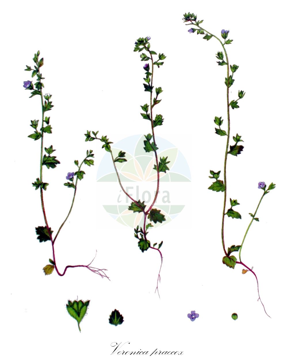 Historische Abbildung von Veronica praecox (Früher Ehrenpreis - Breckland Speedwell). Das Bild zeigt Blatt, Bluete, Frucht und Same. ---- Historical Drawing of Veronica praecox (Früher Ehrenpreis - Breckland Speedwell). The image is showing leaf, flower, fruit and seed.(Veronica praecox,Früher Ehrenpreis,Breckland Speedwell,Veronica praecox,Frueher Ehrenpreis,Breckland Speedwell,Veronica,Ehrenpreis,Speedwell,Plantaginaceae,Wegerichgewächse,Plantain family,Blatt,Bluete,Frucht,Same,leaf,flower,fruit,seed,Kops (1800-1934))