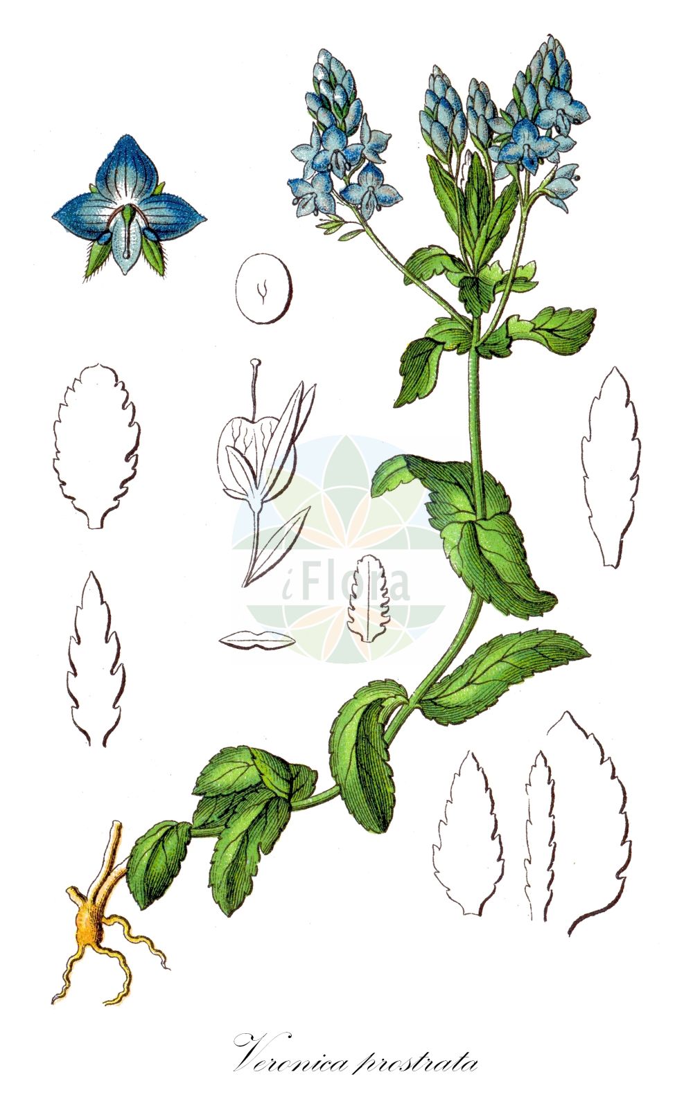 Historische Abbildung von Veronica prostrata (Niederliegender Ehrenpreis - Prostrate Speedwell). Das Bild zeigt Blatt, Bluete, Frucht und Same. ---- Historical Drawing of Veronica prostrata (Niederliegender Ehrenpreis - Prostrate Speedwell). The image is showing leaf, flower, fruit and seed.(Veronica prostrata,Niederliegender Ehrenpreis,Prostrate Speedwell,Veronica prostrata L. subsp.,Veronica satureiifolia,Veronica prostrata,Niederliegender Ehrenpreis,Liegender Ehrenpreis,Prostrate Speedwell,Marsh Speedwell,Veronica,Ehrenpreis,Speedwell,Plantaginaceae,Wegerichgewächse,Plantain family,Blatt,Bluete,Frucht,Same,leaf,flower,fruit,seed,Sturm (1796f))