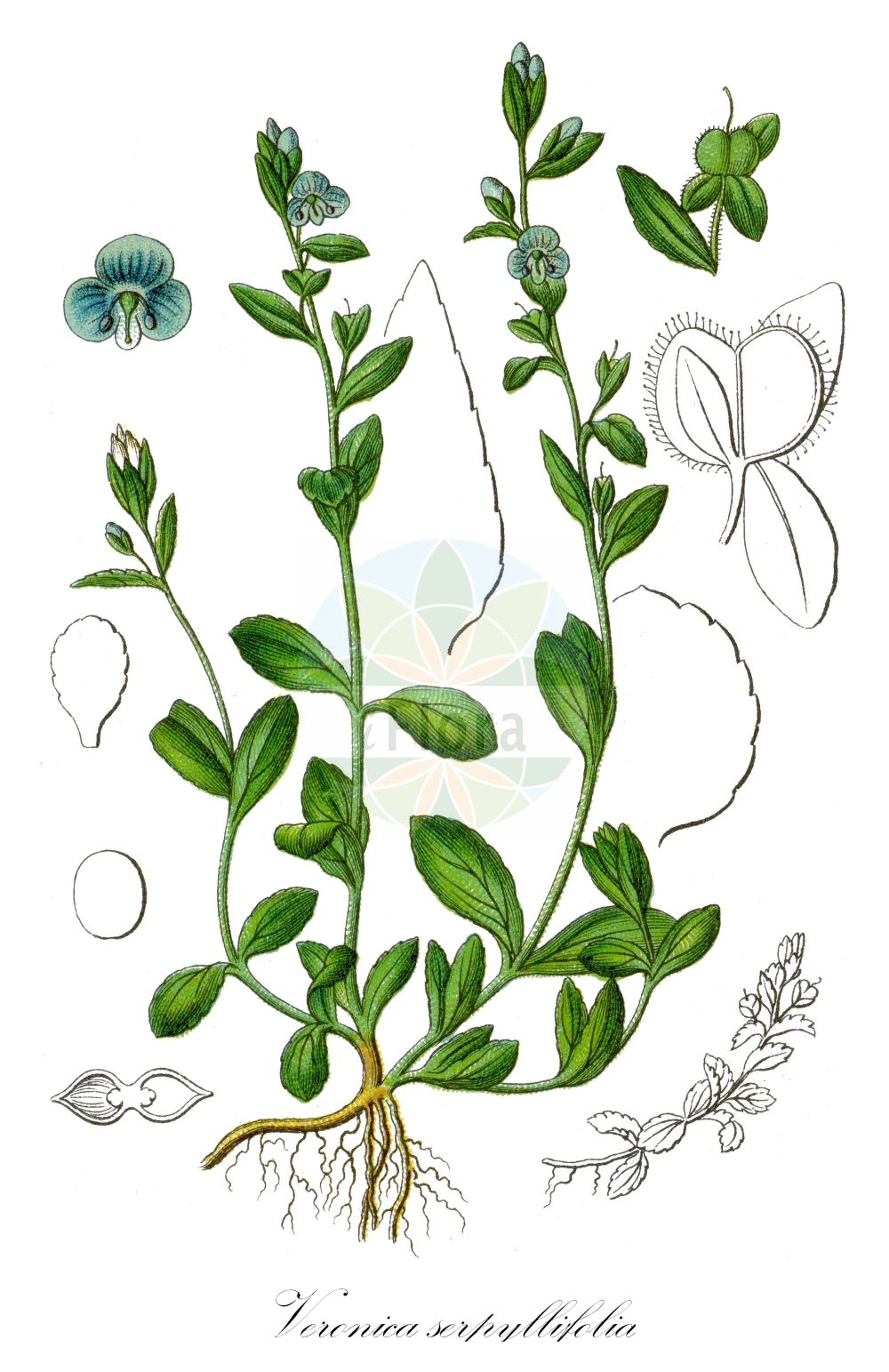 Historische Abbildung von Veronica serpyllifolia (Thymian-Ehrenpreis - Thyme-leaved Speedwell). Das Bild zeigt Blatt, Bluete, Frucht und Same. ---- Historical Drawing of Veronica serpyllifolia (Thymian-Ehrenpreis - Thyme-leaved Speedwell). The image is showing leaf, flower, fruit and seed.(Veronica serpyllifolia,Thymian-Ehrenpreis,Thyme-leaved Speedwell,Veronica serpyllifolia,Veronicastrum serpyllifolium,Thymian-Ehrenpreis,Niederliegender Thymian-Ehrenpreis,Quendel-Ehrenpreis,Thyme-leaved Speedwell,Thymeleaf Speedwell,Turf Speedwell,Veronica,Ehrenpreis,Speedwell,Plantaginaceae,Wegerichgewächse,Plantain family,Blatt,Bluete,Frucht,Same,leaf,flower,fruit,seed,Sturm (1796f))