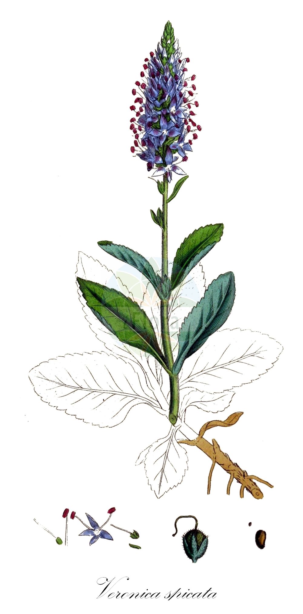 Historische Abbildung von Veronica spicata (Ähriger Ehrenpreis - Spiked Speedwell). Das Bild zeigt Blatt, Bluete, Frucht und Same. ---- Historical Drawing of Veronica spicata (Ähriger Ehrenpreis - Spiked Speedwell). The image is showing leaf, flower, fruit and seed.(Veronica spicata,Ähriger Ehrenpreis,Spiked Speedwell,Pseudolysimachion spicatum,Veronica borysthenica,Veronica spicata,Ähriger Ehrenpreis,Heide-Ehrenpreis,Spiked Speedwell,Veronica,Ehrenpreis,Speedwell,Plantaginaceae,Wegerichgewächse,Plantain family,Blatt,Bluete,Frucht,Same,leaf,flower,fruit,seed,Sowerby (1790-1813))