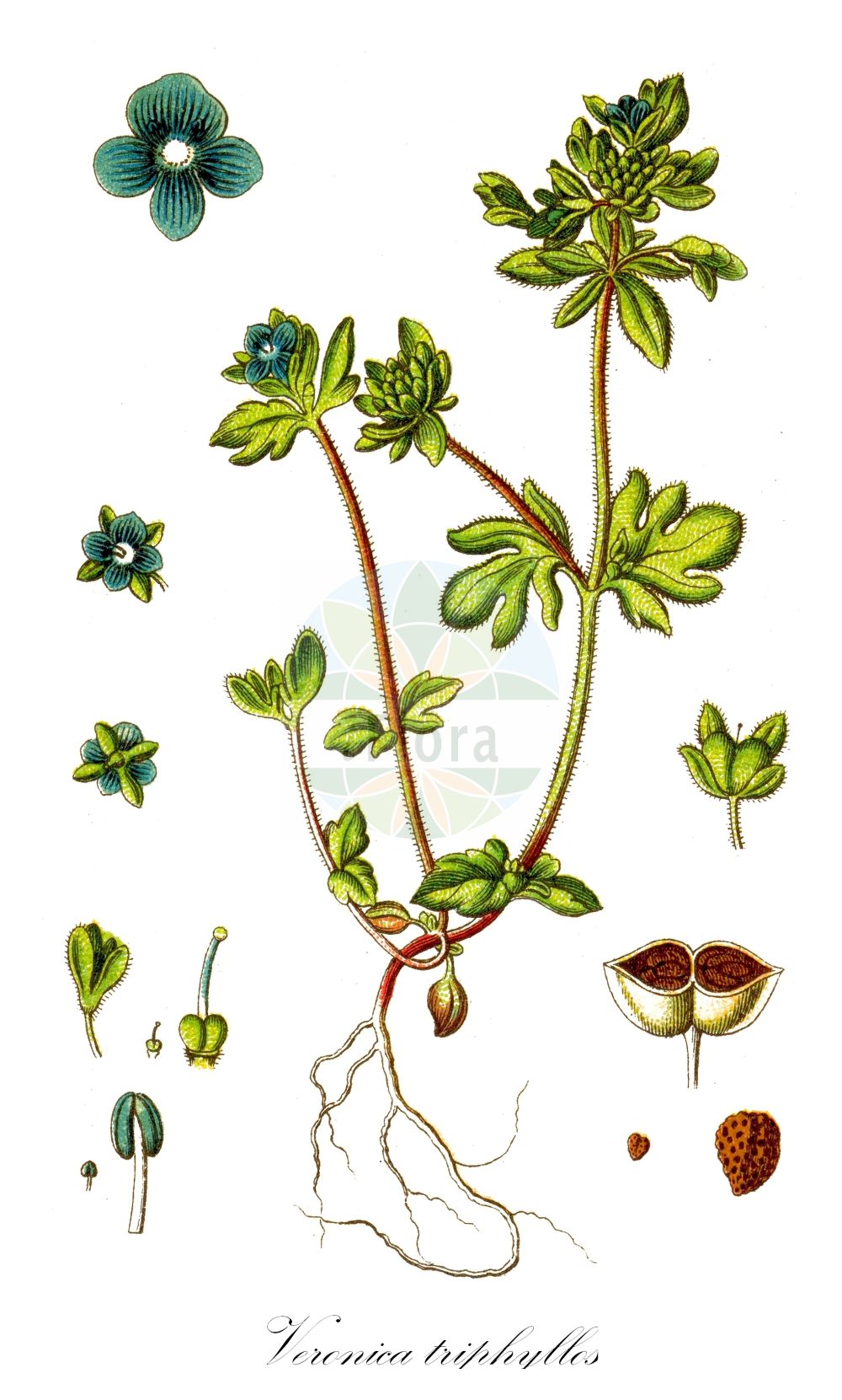 Historische Abbildung von Veronica triphyllos (Dreiteiliger Ehrenpreis - Fingered Speedwell). Das Bild zeigt Blatt, Bluete, Frucht und Same. ---- Historical Drawing of Veronica triphyllos (Dreiteiliger Ehrenpreis - Fingered Speedwell). The image is showing leaf, flower, fruit and seed.(Veronica triphyllos,Dreiteiliger Ehrenpreis,Fingered Speedwell,Veronica triphyllos,Dreiteiliger Ehrenpreis,Dreiblaettriger Ehrenpreis,Fingered Speedwell,Finger Speedwell,Veronica,Ehrenpreis,Speedwell,Plantaginaceae,Wegerichgewächse,Plantain family,Blatt,Bluete,Frucht,Same,leaf,flower,fruit,seed,Sturm (1796f))