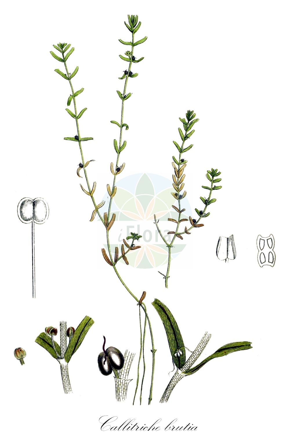 Historische Abbildung von Callitriche brutia (Stielfrüchtiger Wasserstern - Pedunculate Water-starwort). Das Bild zeigt Blatt, Bluete, Frucht und Same. ---- Historical Drawing of Callitriche brutia (Stielfrüchtiger Wasserstern - Pedunculate Water-starwort). The image is showing leaf, flower, fruit and seed.(Callitriche brutia,Stielfrüchtiger Wasserstern,Pedunculate Water-starwort,Callitriche brutia,Callitriche capillaris,Callitriche pedunculata,Callitriche verna subsp. pedunculata,Stielfruechtiger Wasserstern,Stiel-Wasserstern,Pedunculate Water-starwort,Callitriche,Wasserstern,Water-Starwort,Plantaginaceae,Wegerichgewächse,Plantain family,Blatt,Bluete,Frucht,Same,leaf,flower,fruit,seed,Sowerby (1790-1813))