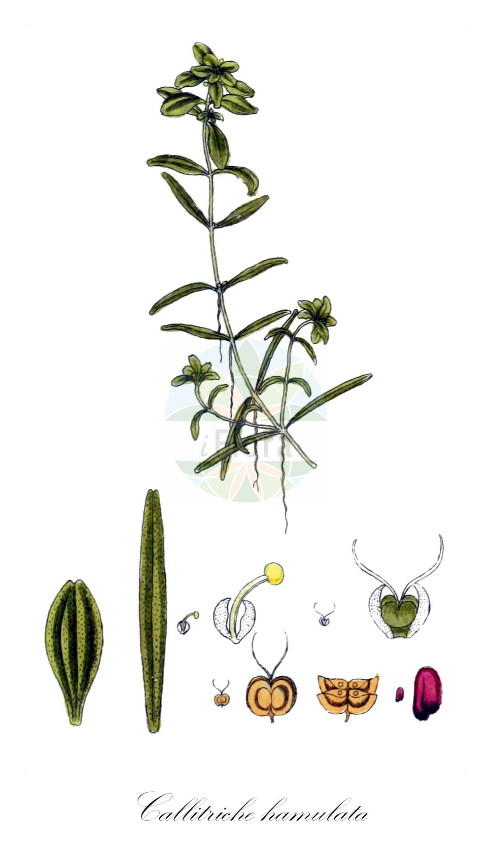 Historische Abbildung von Callitriche hamulata (Haken-Wasserstern - Intermediate Water-starwort). Das Bild zeigt Blatt, Bluete, Frucht und Same. ---- Historical Drawing of Callitriche hamulata (Haken-Wasserstern - Intermediate Water-starwort). The image is showing leaf, flower, fruit and seed.(Callitriche hamulata,Haken-Wasserstern,Intermediate Water-starwort,Callitriche hamulata,Callitriche intermedia,Callitriche palustris subsp. hamulata,Haken-Wasserstern,Intermediate Water-starwort,Callitriche,Wasserstern,Water-Starwort,Plantaginaceae,Wegerichgewächse,Plantain family,Blatt,Bluete,Frucht,Same,leaf,flower,fruit,seed,Sturm (1796f))