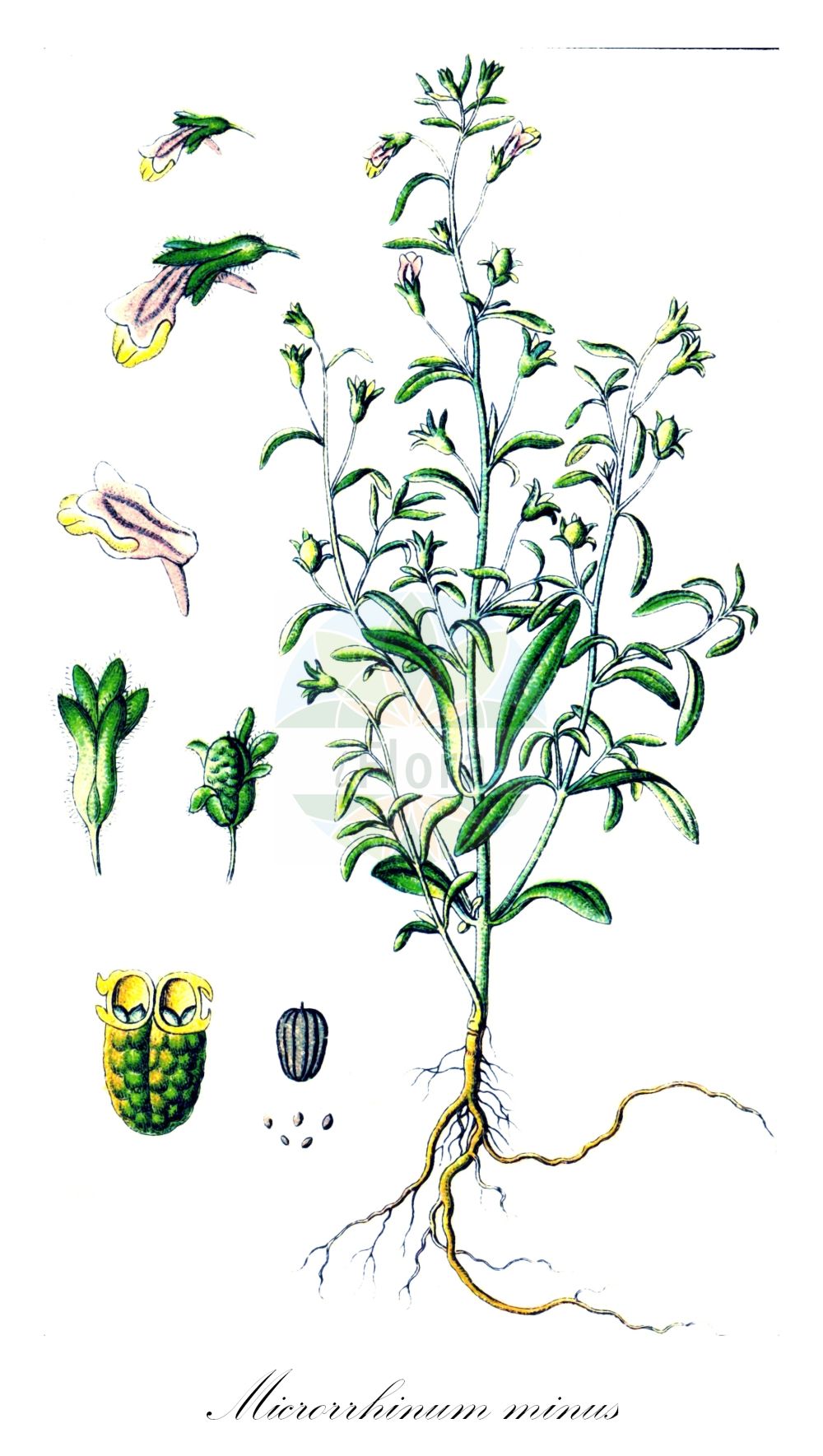 Historische Abbildung von Microrrhinum minus (Kleines Leinkraut - Small Toadflax). Das Bild zeigt Blatt, Bluete, Frucht und Same. ---- Historical Drawing of Microrrhinum minus (Kleines Leinkraut - Small Toadflax). The image is showing leaf, flower, fruit and seed.(Microrrhinum minus,Kleines Leinkraut,Small Toadflax,Antirrhinum minus,Chaenorhinum minus,Linaria minor,Microrrhinum minus,Kleines Leinkraut,Gewoehnlicher Klaffmund,Kleiner Orant,Strand-Klaffmund,Small Toadflax,Dwarf Snapdragon,Microrrhinum,Plantaginaceae,Wegerichgewächse,Plantain family,Blatt,Bluete,Frucht,Same,leaf,flower,fruit,seed,Sturm (1796f))