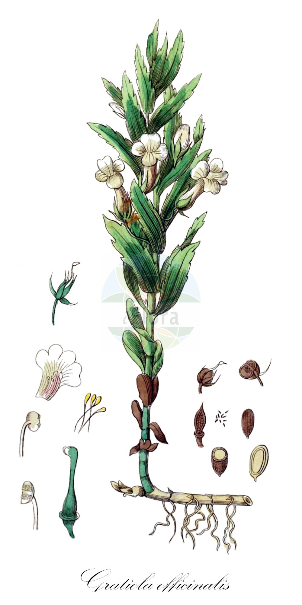 Historische Abbildung von Gratiola officinalis (Gottes-Gnadenkraut - Gratiole). Das Bild zeigt Blatt, Bluete, Frucht und Same. ---- Historical Drawing of Gratiola officinalis (Gottes-Gnadenkraut - Gratiole). The image is showing leaf, flower, fruit and seed.(Gratiola officinalis,Gottes-Gnadenkraut,Gratiole,Gratiola officinalis,Gratiola officinalis L. subsp.,Gratiola officinalis subsp. broteri,Gottes-Gnadenkraut,Gratiole,Hedge Hyssop,Gratiola,Gnadenkraut,Gratiole,Plantaginaceae,Wegerichgewächse,Plantain family,Blatt,Bluete,Frucht,Same,leaf,flower,fruit,seed,Winkler (1853))