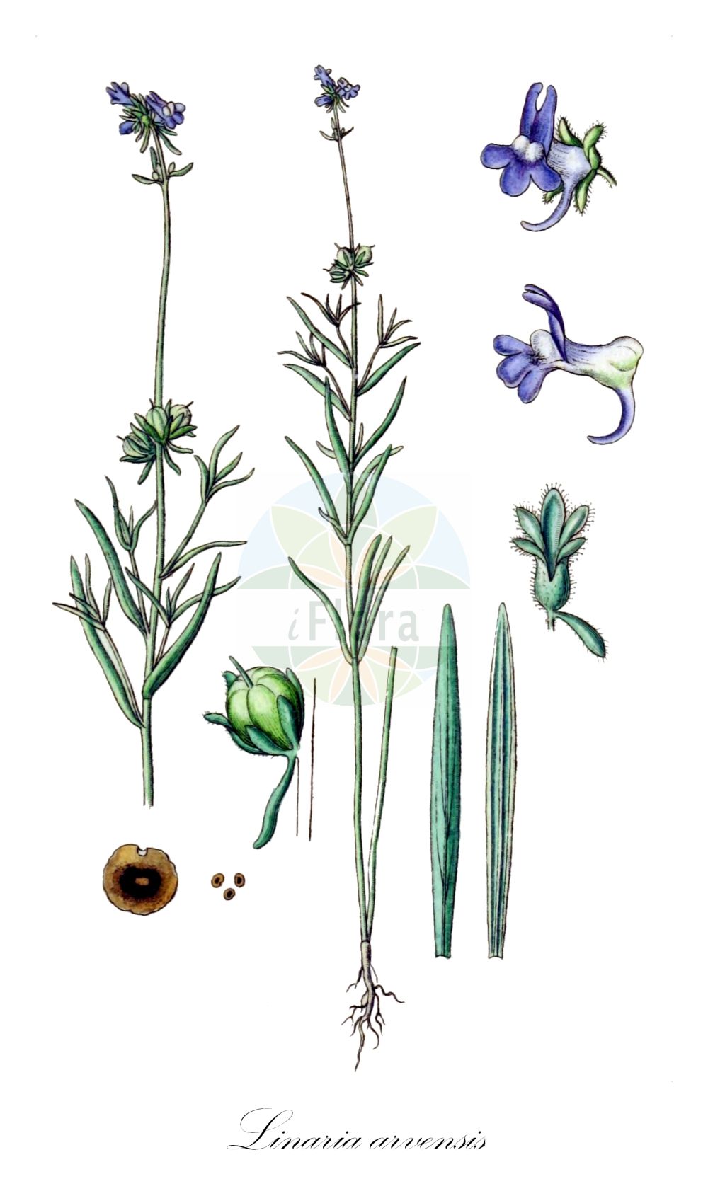 Historische Abbildung von Linaria arvensis (Acker-Leinkraut - Corn Toadflax). Das Bild zeigt Blatt, Bluete, Frucht und Same. ---- Historical Drawing of Linaria arvensis (Acker-Leinkraut - Corn Toadflax). The image is showing leaf, flower, fruit and seed.(Linaria arvensis,Acker-Leinkraut,Corn Toadflax,Antirrhinum arvense,Linaria arvensis,Linaria arvensis (L.) Desf.,Linaria arvensis subsp. eu-arvensis,Acker-Leinkraut,Corn Toadflax,Field Toadflax,Linaria,Leinkraut,Toadflax,Plantaginaceae,Wegerichgewächse,Plantain family,Blatt,Bluete,Frucht,Same,leaf,flower,fruit,seed,Sturm (1796f))