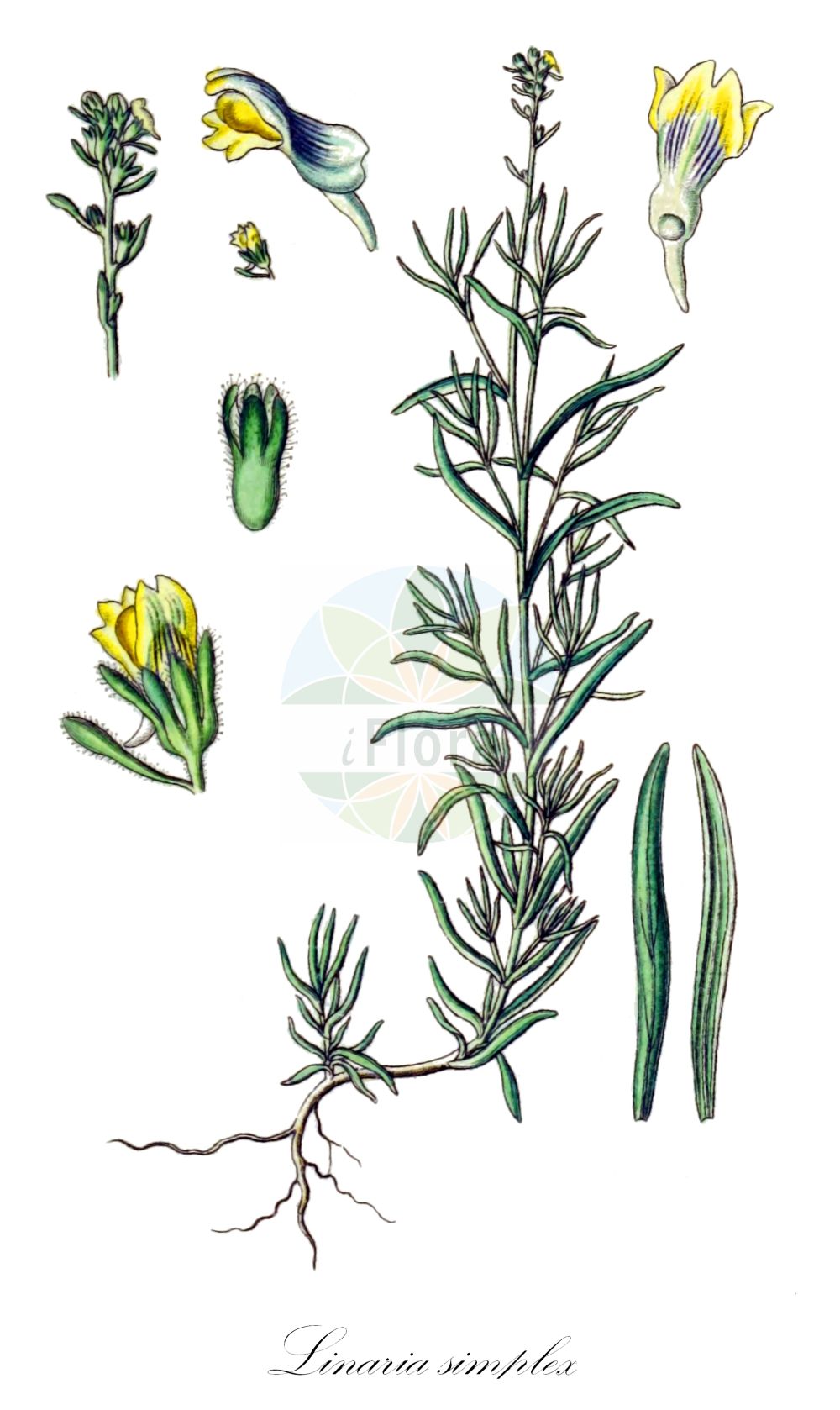 Historische Abbildung von Linaria simplex (Einfaches Leinkraut). Das Bild zeigt Blatt, Bluete, Frucht und Same. ---- Historical Drawing of Linaria simplex (Einfaches Leinkraut). The image is showing leaf, flower, fruit and seed.(Linaria simplex,Einfaches Leinkraut,Antirrhinum simplex,Linaria parviflora,Linaria simplex,Einfaches Leinkraut,Linaria,Leinkraut,Toadflax,Plantaginaceae,Wegerichgewächse,Plantain family,Blatt,Bluete,Frucht,Same,leaf,flower,fruit,seed,Sturm (1796f))