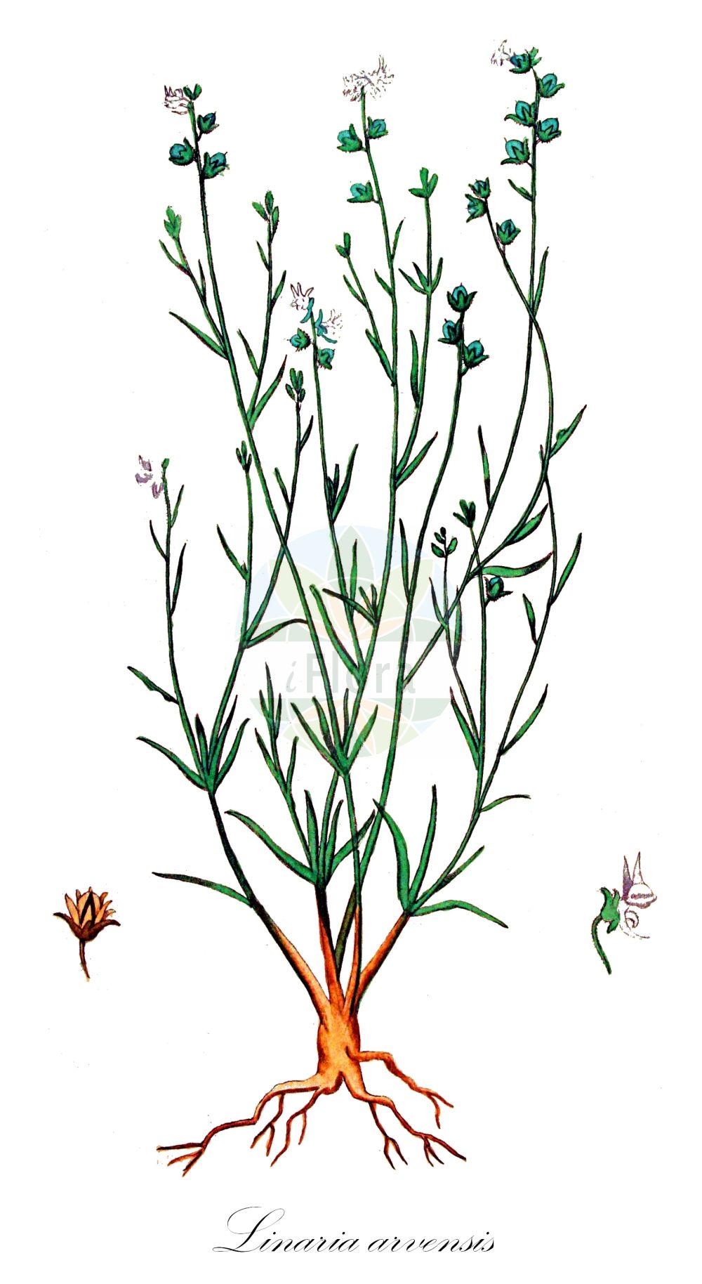 Historische Abbildung von Linaria arvensis (Acker-Leinkraut - Corn Toadflax). Das Bild zeigt Blatt, Bluete, Frucht und Same. ---- Historical Drawing of Linaria arvensis (Acker-Leinkraut - Corn Toadflax). The image is showing leaf, flower, fruit and seed.(Linaria arvensis,Acker-Leinkraut,Corn Toadflax,Antirrhinum arvense,Linaria arvensis,Linaria arvensis (L.) Desf.,Linaria arvensis subsp. eu-arvensis,Acker-Leinkraut,Corn Toadflax,Field Toadflax,Linaria,Leinkraut,Toadflax,Plantaginaceae,Wegerichgewächse,Plantain family,Blatt,Bluete,Frucht,Same,leaf,flower,fruit,seed,Kops (1800-1934))