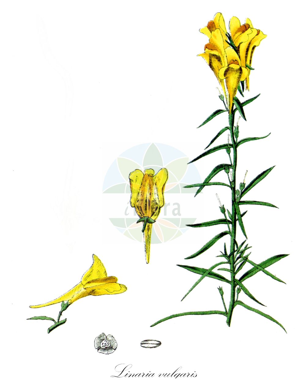 Historische Abbildung von Linaria vulgaris (Gewöhnliches Leinkraut - Common Toadflax). Das Bild zeigt Blatt, Bluete, Frucht und Same. ---- Historical Drawing of Linaria vulgaris (Gewöhnliches Leinkraut - Common Toadflax). The image is showing leaf, flower, fruit and seed.(Linaria vulgaris,Gewöhnliches Leinkraut,Common Toadflax,Antirrhinum linaria,Linaria acutiloba,Linaria vulgaris,Gewoehnliches Leinkraut,Common Toadflax,Butter-and-Eggs,Flaxweed,Wild Snapdragon,Yellow Toadflax,Linaria,Leinkraut,Toadflax,Plantaginaceae,Wegerichgewächse,Plantain family,Blatt,Bluete,Frucht,Same,leaf,flower,fruit,seed,Millspaugh (1892))