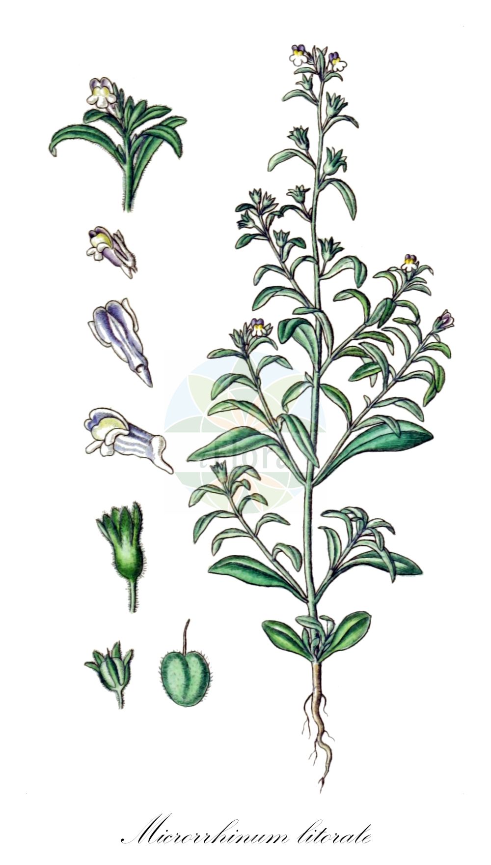 Historische Abbildung von Microrrhinum litorale. Das Bild zeigt Blatt, Bluete, Frucht und Same. ---- Historical Drawing of Microrrhinum litorale. The image is showing leaf, flower, fruit and seed.(Microrrhinum litorale,Chaenorhinum litorale,Linaria litoralis,Microrrhinum litorale,Microrrhinum,Plantaginaceae,Wegerichgewächse,Plantain family,Blatt,Bluete,Frucht,Same,leaf,flower,fruit,seed,Sturm (1796f))