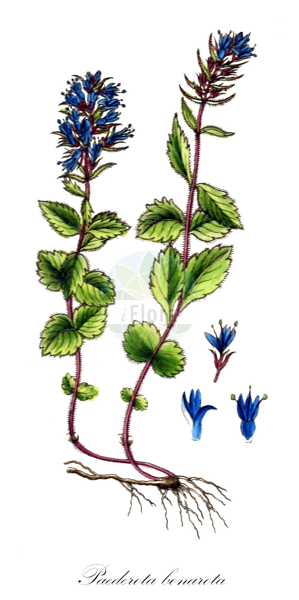 Historische Abbildung von Paederota bonarota. Das Bild zeigt Blatt, Bluete, Frucht und Same. ---- Historical Drawing of Paederota bonarota. The image is showing leaf, flower, fruit and seed.(Paederota bonarota,Paederota bonarota,Veronica bonarota,Paederota,Plantaginaceae,Wegerichgewächse,Plantain family,Blatt,Bluete,Frucht,Same,leaf,flower,fruit,seed,Sturm (1796f))