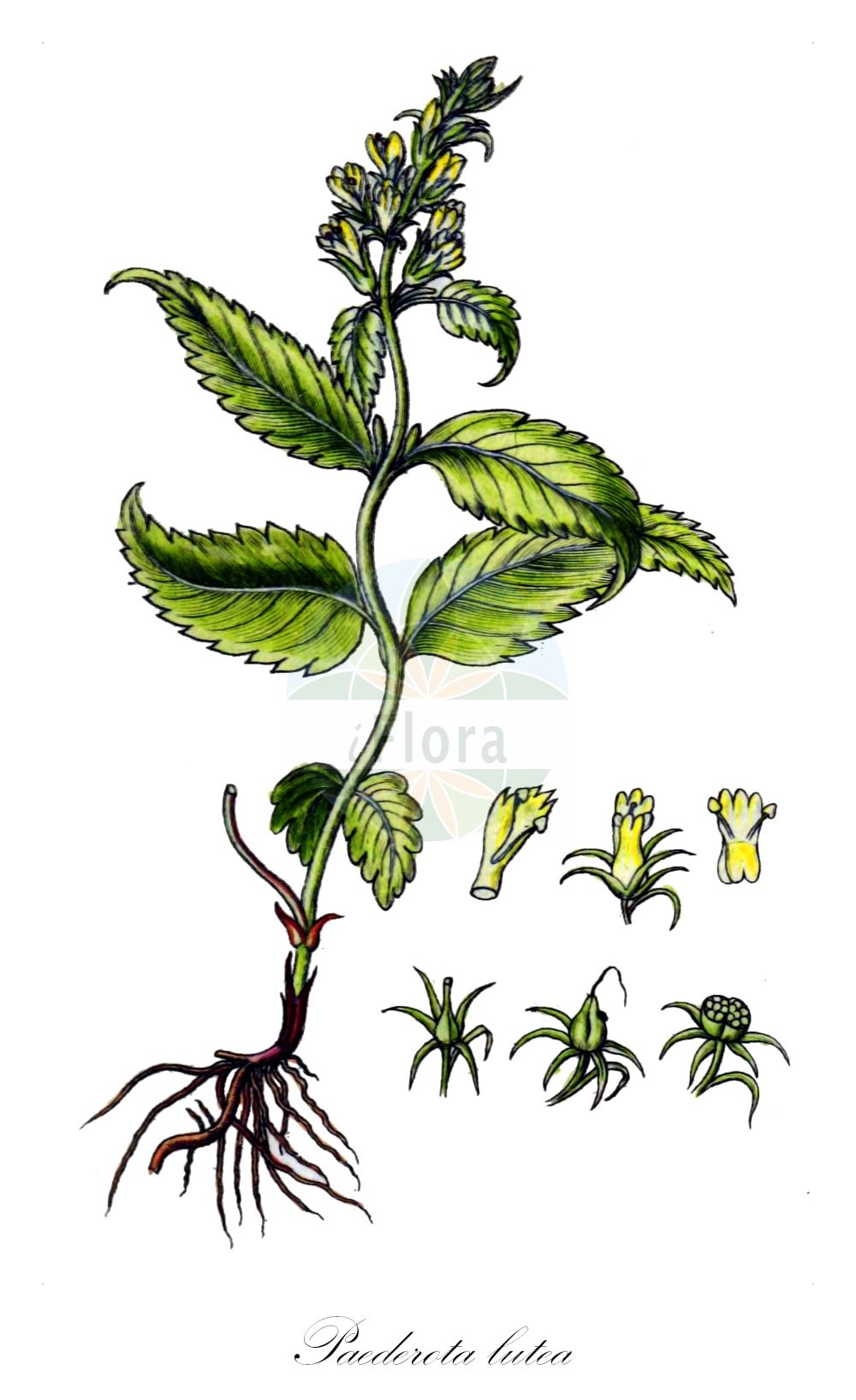 Historische Abbildung von Paederota lutea. Das Bild zeigt Blatt, Bluete, Frucht und Same. ---- Historical Drawing of Paederota lutea. The image is showing leaf, flower, fruit and seed.(Paederota lutea,Paederota ageria,Paederota lutea,Veronica lutea,Paederota,Plantaginaceae,Wegerichgewächse,Plantain family,Blatt,Bluete,Frucht,Same,leaf,flower,fruit,seed,Sturm (1796f))