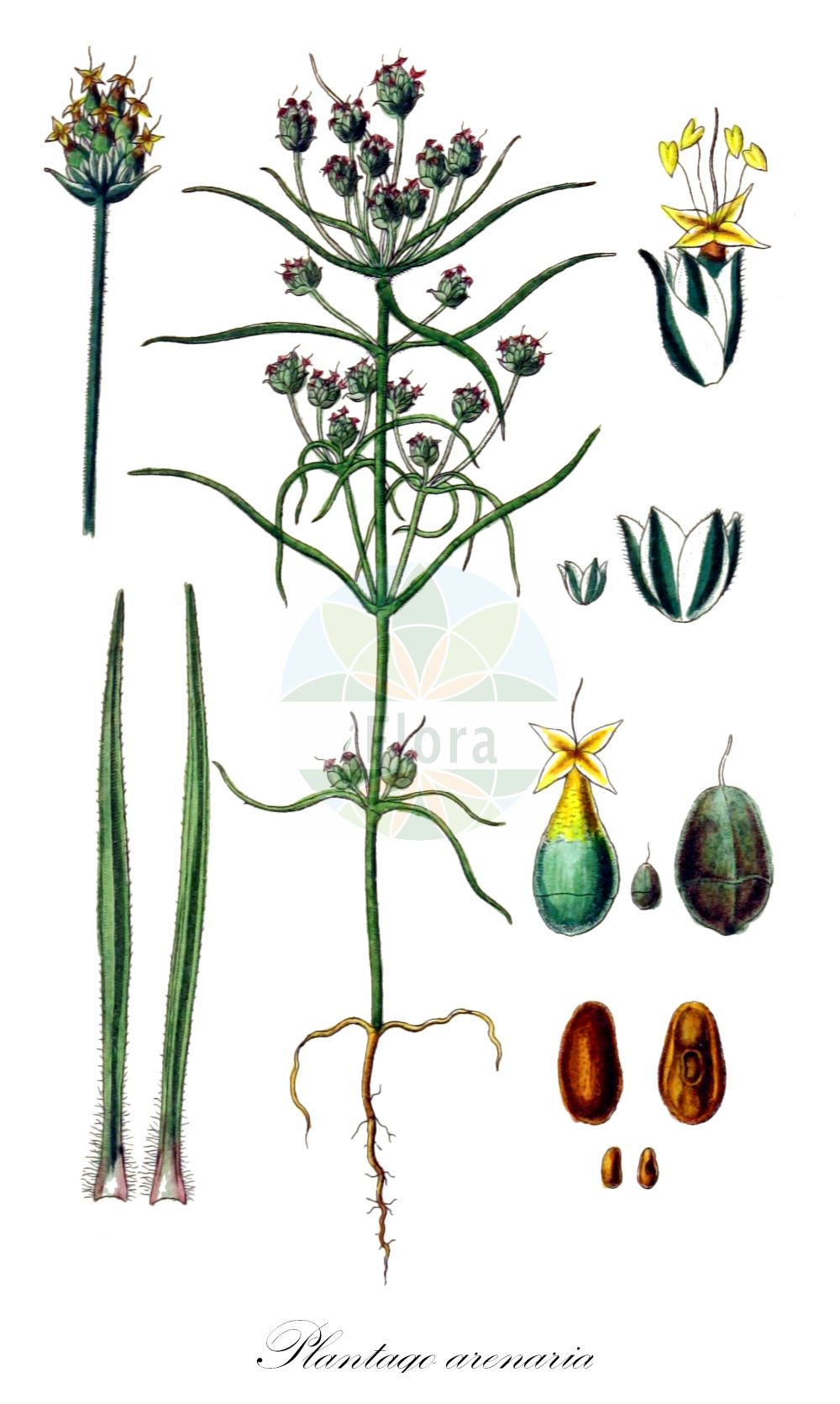 Historische Abbildung von Plantago arenaria (Sand-Wegerich - Branched Plantain). Das Bild zeigt Blatt, Bluete, Frucht und Same. ---- Historical Drawing of Plantago arenaria (Sand-Wegerich - Branched Plantain). The image is showing leaf, flower, fruit and seed.(Plantago arenaria,Sand-Wegerich,Branched Plantain,Plantago arenaria,Plantago indica,Plantago ramosa,Plantago scabra,Plantago scabra Moench subsp.,Plantago stricta,Psyllium arenaria,Psyllium scabrum,Sand-Wegerich,Flohsamenkraut,Branched Plantain,Psyllium,Sand Plantain,Whorled Plantain,Plantago,Wegerich,Plantain,Plantaginaceae,Wegerichgewächse,Plantain family,Blatt,Bluete,Frucht,Same,leaf,flower,fruit,seed,Sturm (1796f))