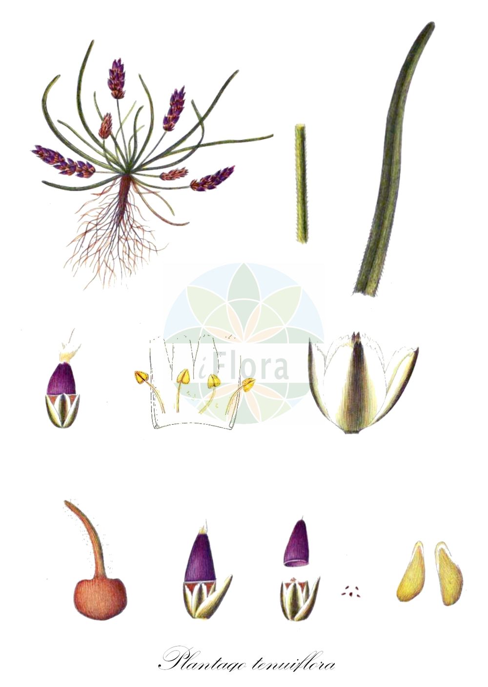 Historische Abbildung von Plantago tenuiflora. Das Bild zeigt Blatt, Bluete, Frucht und Same. ---- Historical Drawing of Plantago tenuiflora. The image is showing leaf, flower, fruit and seed.(Plantago tenuiflora,Plantago minor,Plantago tenuiflora,Plantago,Wegerich,Plantain,Plantaginaceae,Wegerichgewächse,Plantain family,Blatt,Bluete,Frucht,Same,leaf,flower,fruit,seed,Oeder (1761-1883))